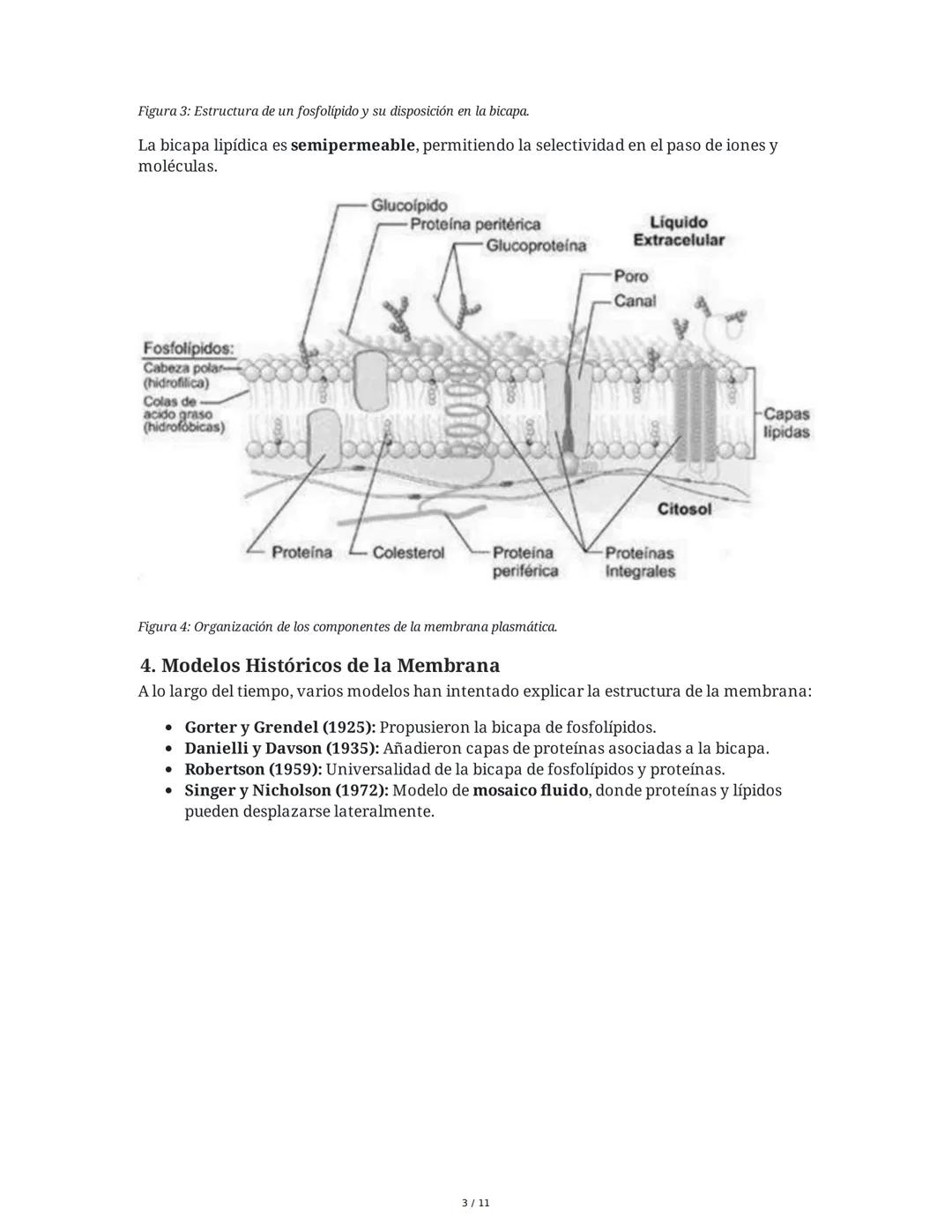 Teoría del Mosaico Fluido y Estructura de la Membrana
1. Introducción y Propiedades de la Membrana
La membrana plasmática es una estructura 