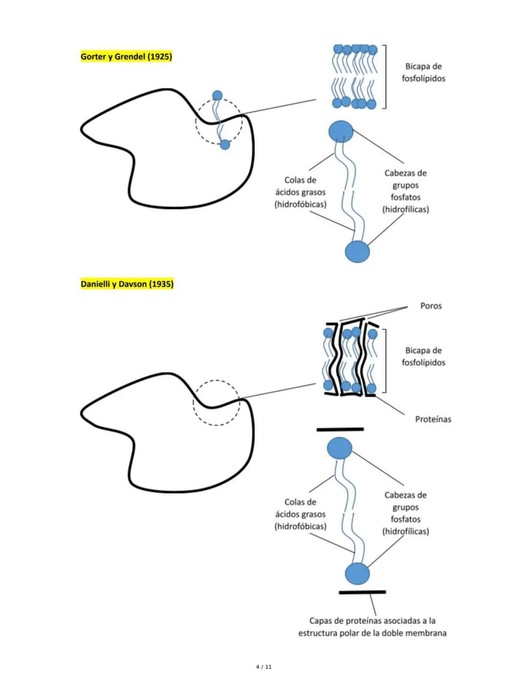 Teoría del Mosaico Fluido y Estructura de la Membrana
1. Introducción y Propiedades de la Membrana
La membrana plasmática es una estructura 