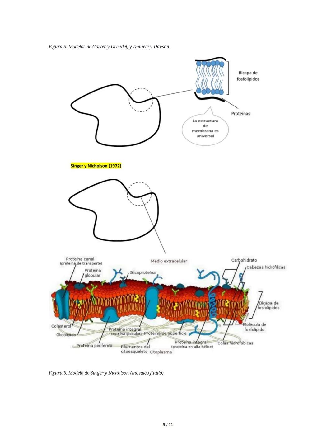 Teoría del Mosaico Fluido y Estructura de la Membrana
1. Introducción y Propiedades de la Membrana
La membrana plasmática es una estructura 