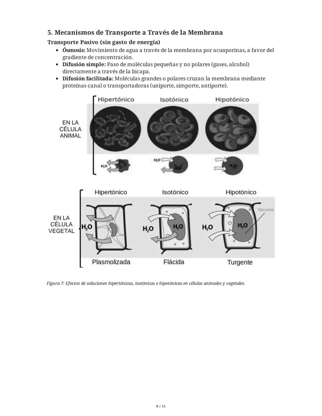 Teoría del Mosaico Fluido y Estructura de la Membrana
1. Introducción y Propiedades de la Membrana
La membrana plasmática es una estructura 
