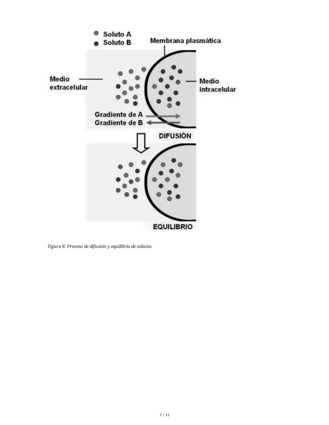 Teoría del Mosaico Fluido y Estructura de la Membrana
1. Introducción y Propiedades de la Membrana
La membrana plasmática es una estructura 