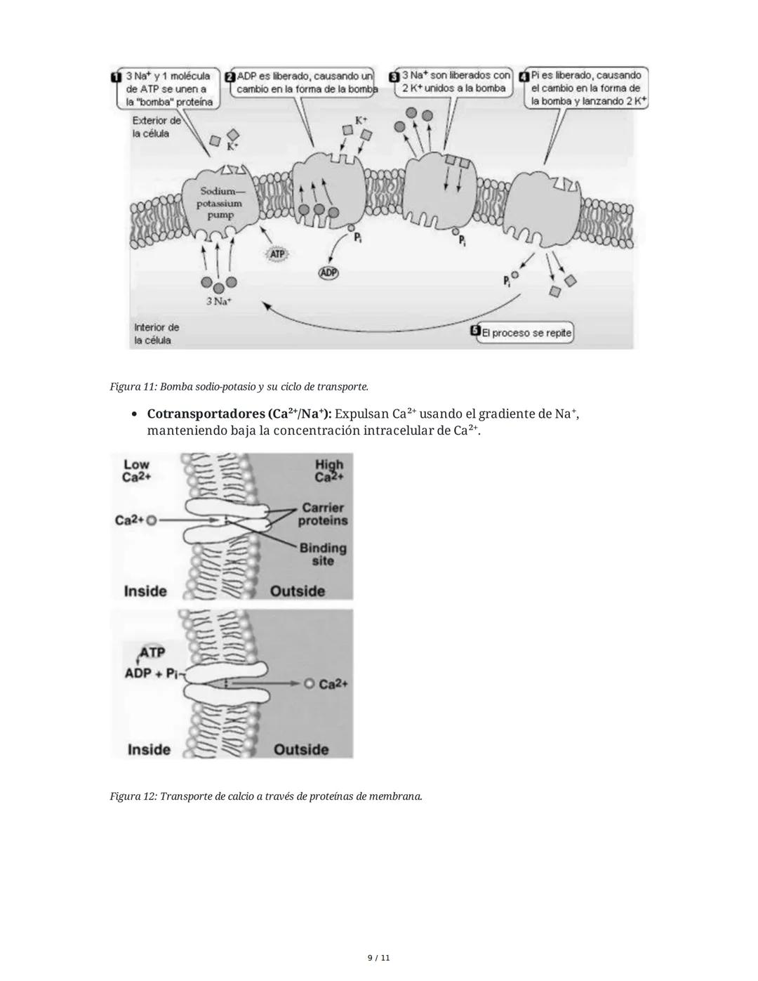 Teoría del Mosaico Fluido y Estructura de la Membrana
1. Introducción y Propiedades de la Membrana
La membrana plasmática es una estructura 