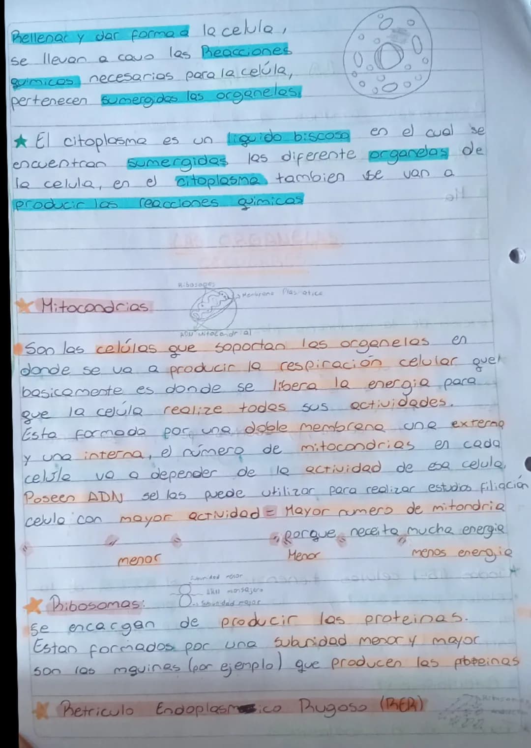 Resumen Biologia
LA Celula
Componentes Comunes
de toda célula
Hembrana plasmatica:
Azucares
Doble capa
de fosfolipidos
Proteinas
gooooooo Co