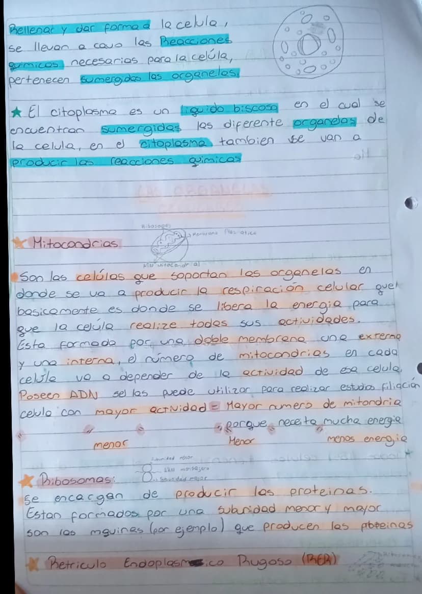 Resumen Biologia
LA Celula
Componentes Comunes
de toda célula
Hembrana plasmatica:
Azucares
Doble capa
de fosfolipidos
Proteinas
gooooooo Co