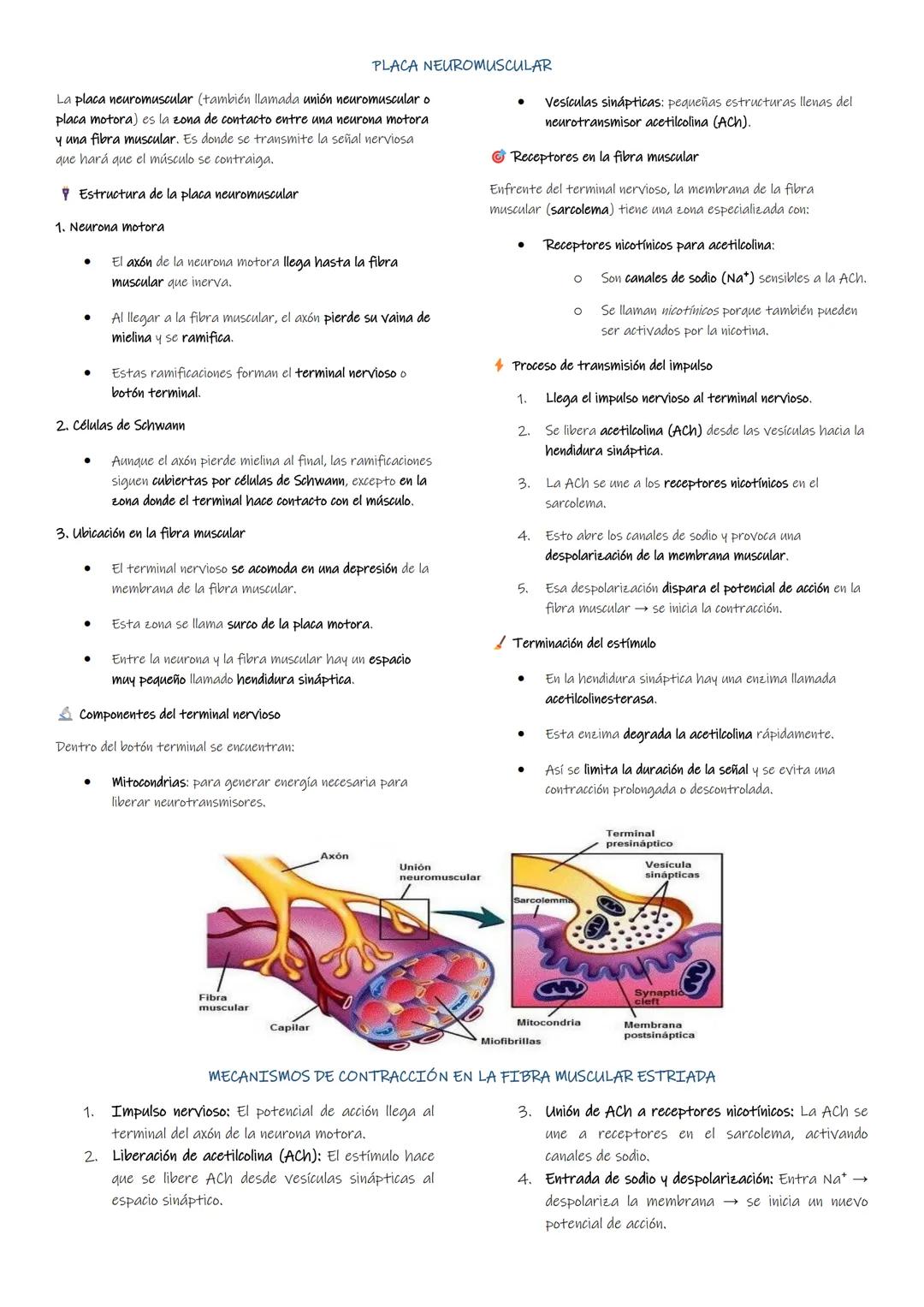 TRABAJO PRÁCTICO#4
TEJIDO MUSCULAR
INTRODUCCIÓN:
El tejido muscular es uno de los tejidos básicos constituido por largas células especializa