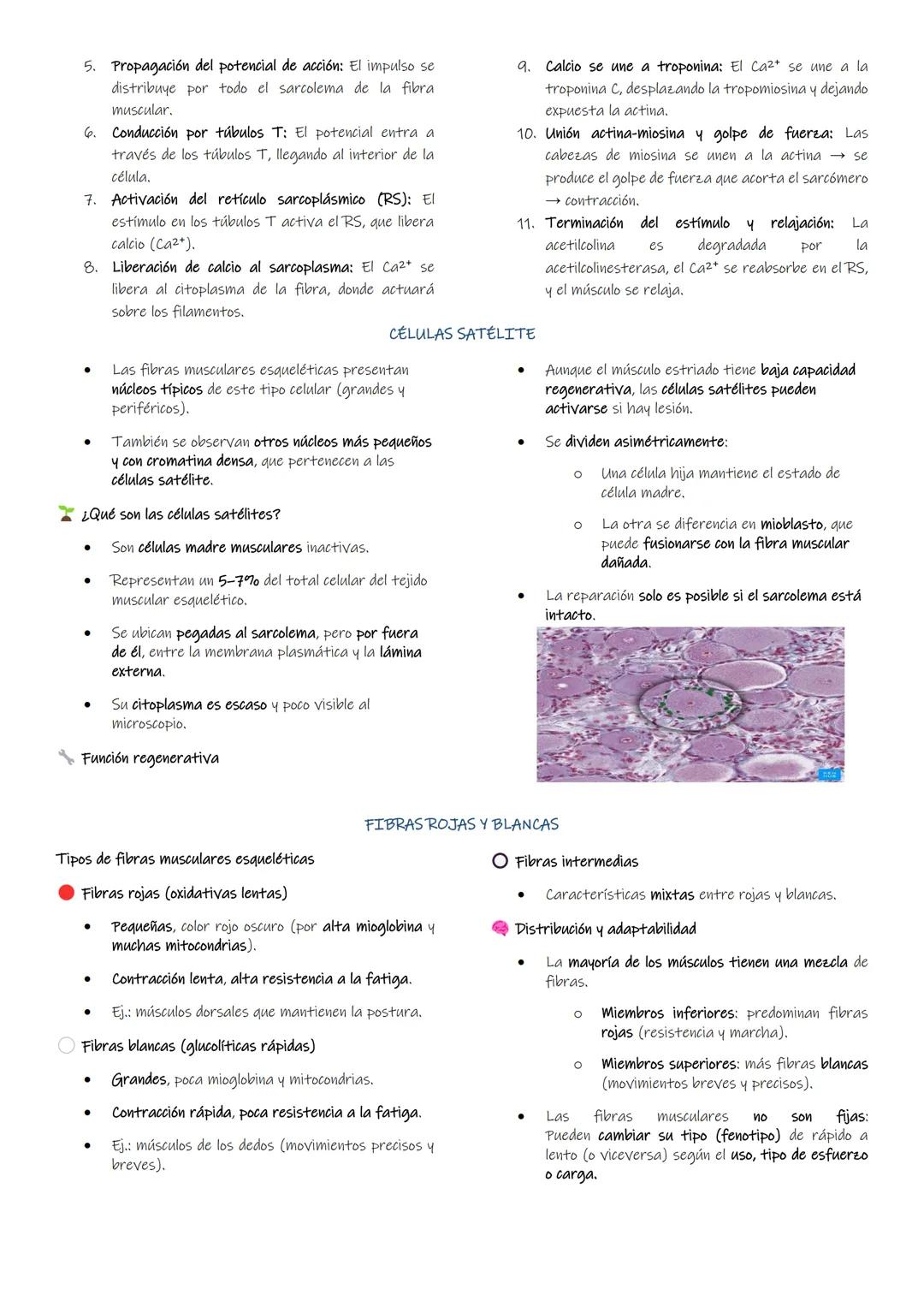 TRABAJO PRÁCTICO#4
TEJIDO MUSCULAR
INTRODUCCIÓN:
El tejido muscular es uno de los tejidos básicos constituido por largas células especializa