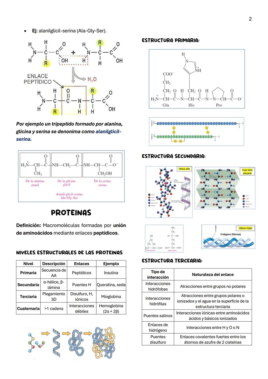 Unidad 5
AMINOACIDOS
AMINOACIDOS POLARES NEUTROS
1
Definición:
Moléculas orgánicas que forman las proteínas.
Tienen unido al Ca al menos:
* 