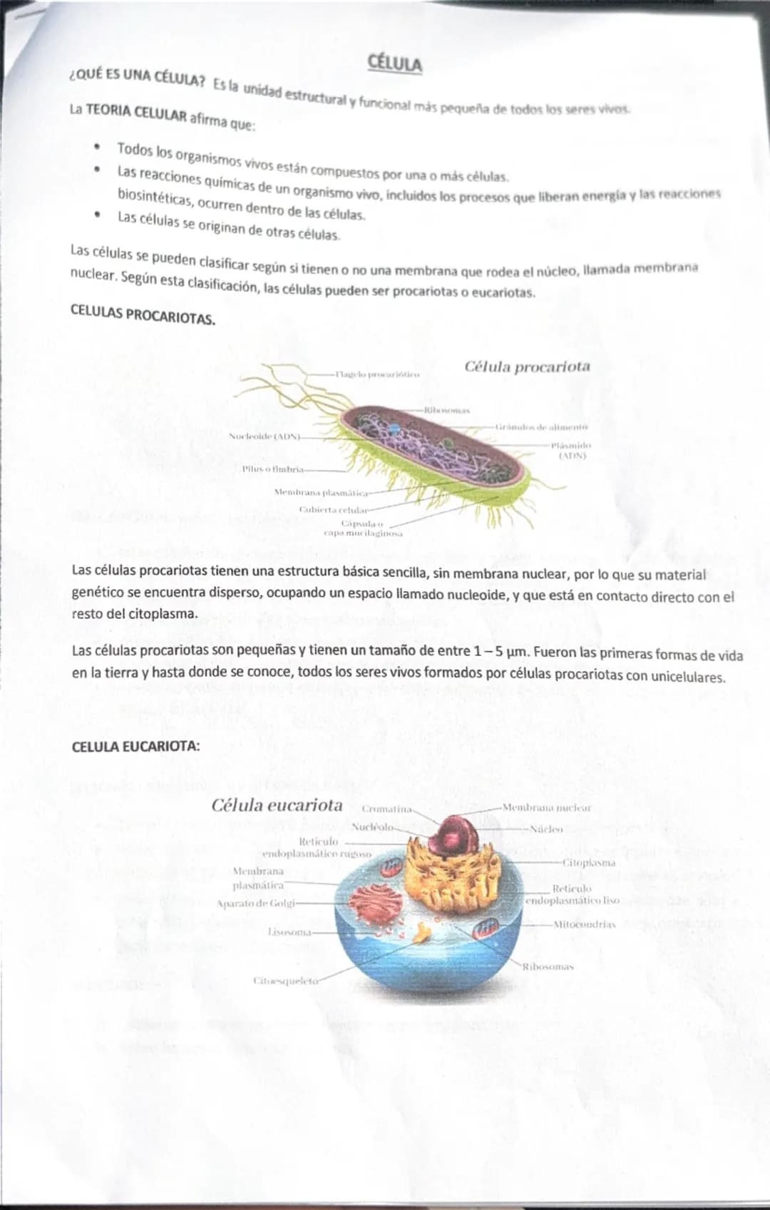 # CÉLULA
¿QUÉ ES UNA CÉLULA? Es la unidad estructural y funcional más pequeña de todos los seres vivos.
La TEORIA CELULAR afirma que:
- Todo