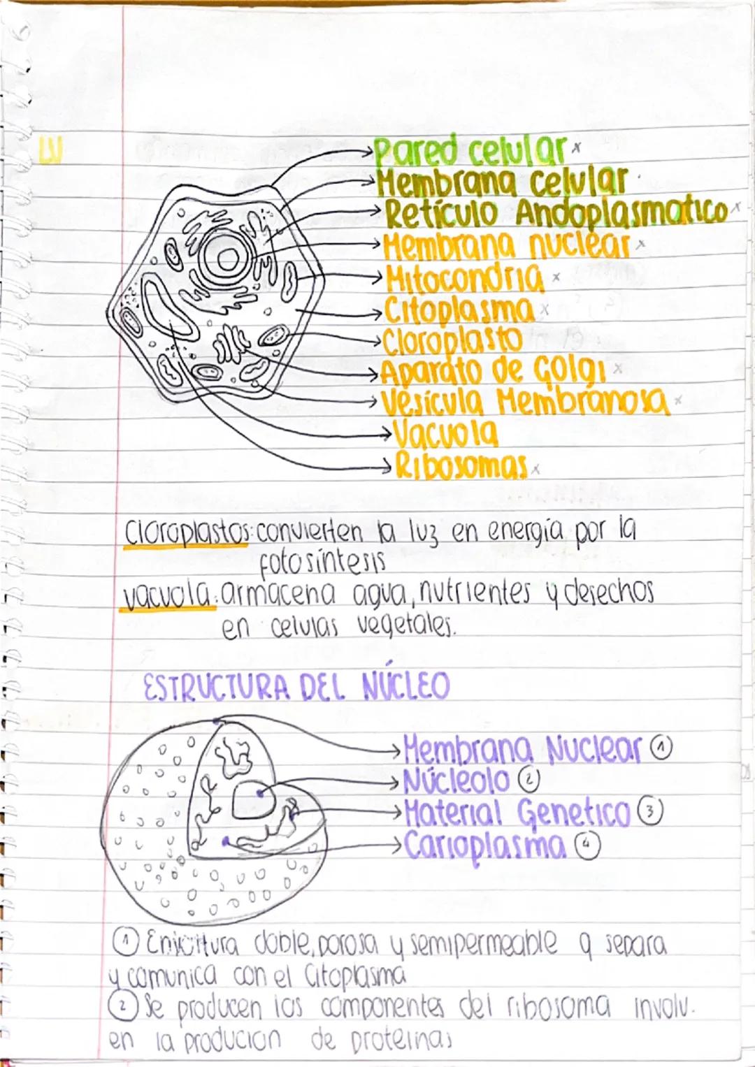 --- OCR Start ---
১
e
e
LUCIA
Merlo
Lucia
750
RESUMEN DE BIOLOGIA
TEORIA DE LA EVOLUCION
Lamarck decia que los organismos se onginaban
espon
