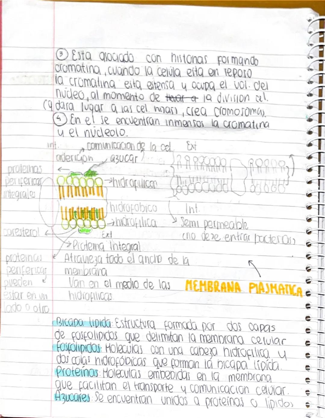 --- OCR Start ---
১
e
e
LUCIA
Merlo
Lucia
750
RESUMEN DE BIOLOGIA
TEORIA DE LA EVOLUCION
Lamarck decia que los organismos se onginaban
espon