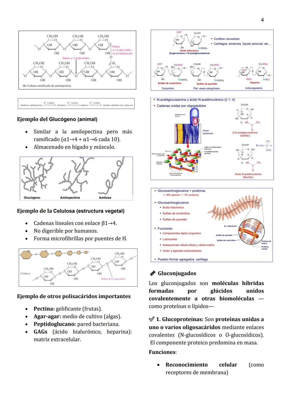 1
Unidad 3
HIDRATOS DE CARBONO
Un hidrato de carbono, también llamado
glúcido o carbohidrato, es un biomolécula
compuesta principalmente por