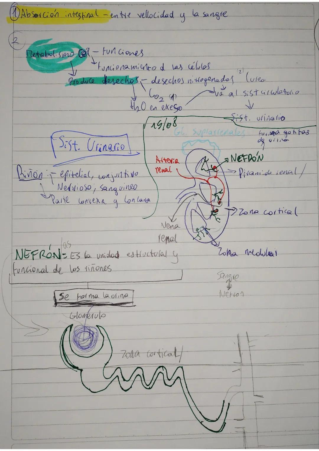 Sistema circulatorio
Biología
01/08/24
conduce $O$ y nutrientes a todas las células del cuerpo
Función
Deja esto y respiratorio
toma des