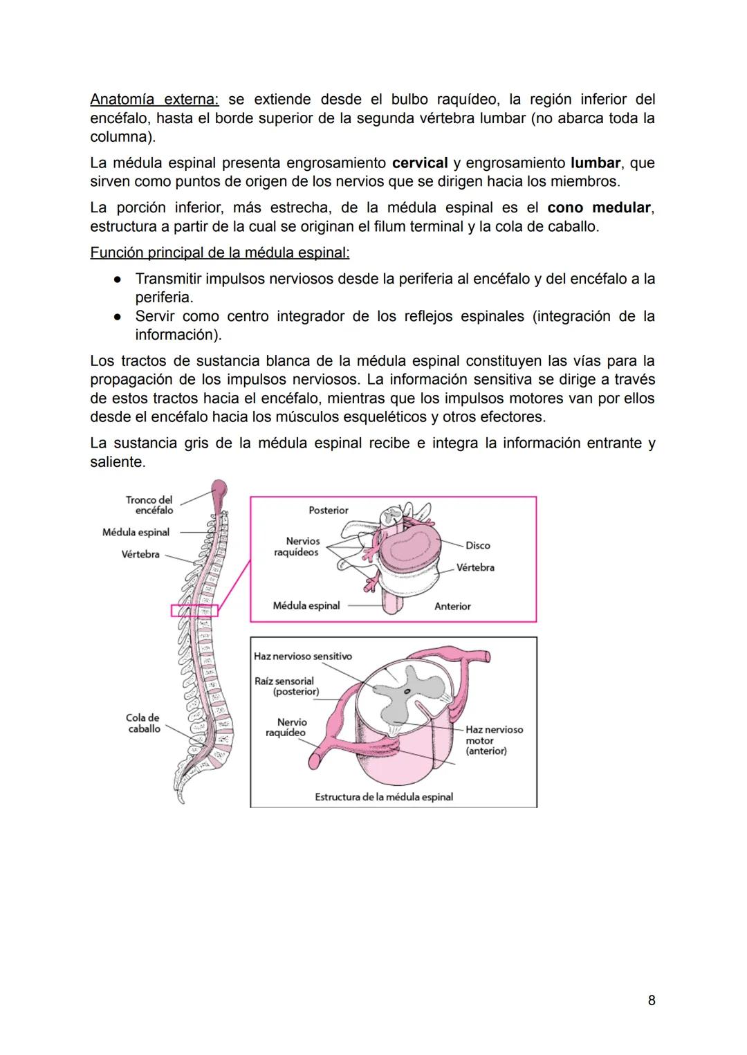 SISTEMA NERVIOSO
El Sistema Nervioso es un conjunto de neuronas que construyen una red interna
que abarca todo el cuerpo, se encarga de diri