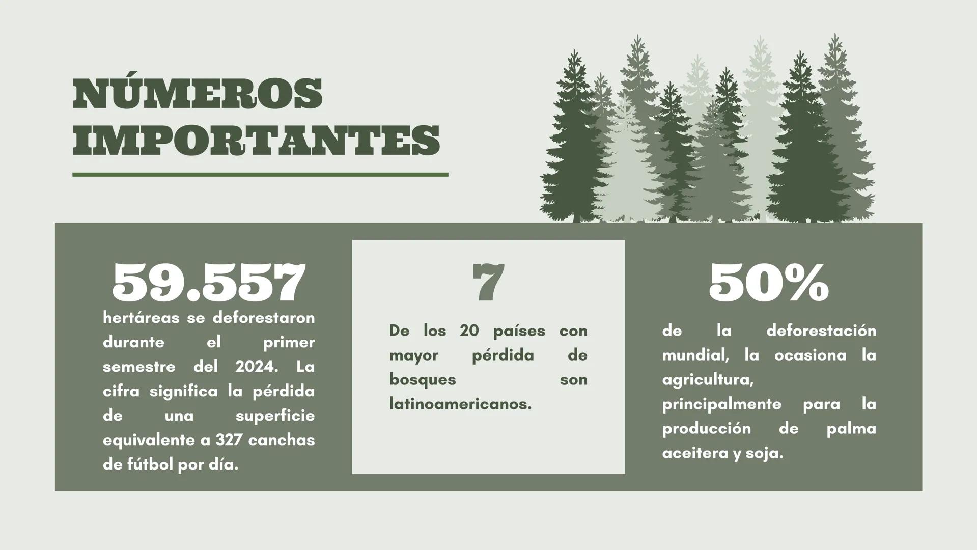 # DEFORESTACIÓN:
CONCIENTISACION SOBRE LA PÉRDIDA.
Acciones para un futuro mejor.
Una presentación de:
Gómez Eugenia Luana Milagros Fernán