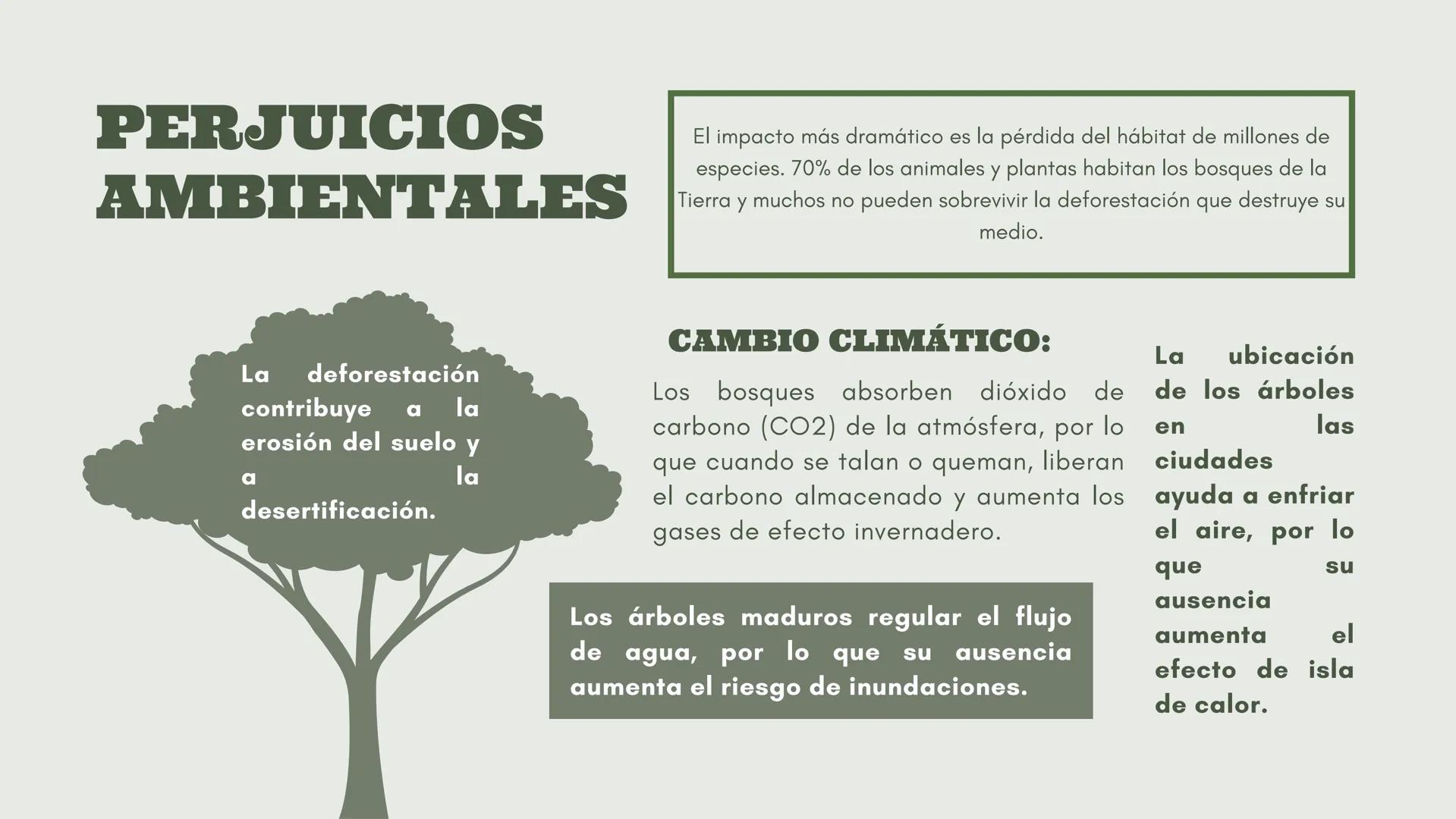 # DEFORESTACIÓN:
CONCIENTISACION SOBRE LA PÉRDIDA.
Acciones para un futuro mejor.
Una presentación de:
Gómez Eugenia Luana Milagros Fernán