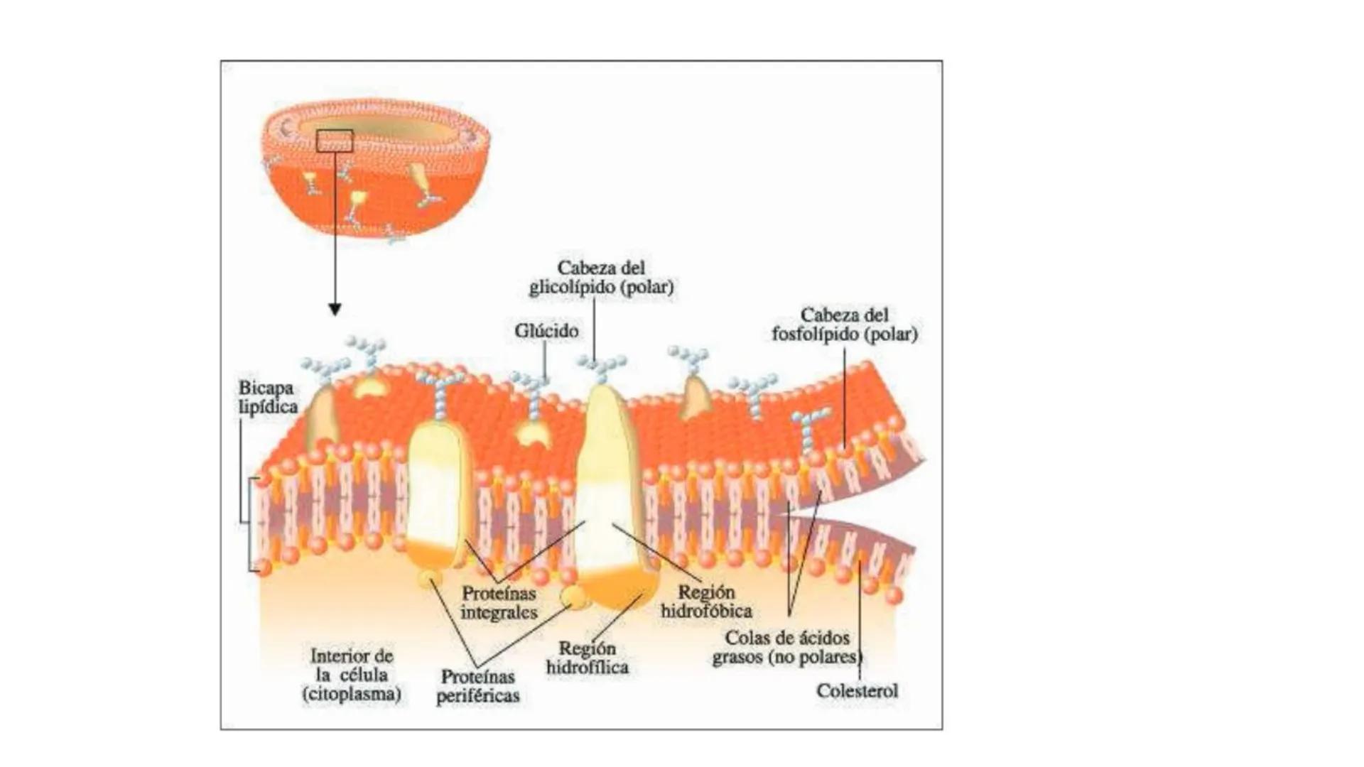 # BIOMOLÉCULAS # BIOMOLÉCULAS
• Las biomoléculas son moléculas orgánicas e inorgánicas
presentes en los seres vivos que desempeñan funcione