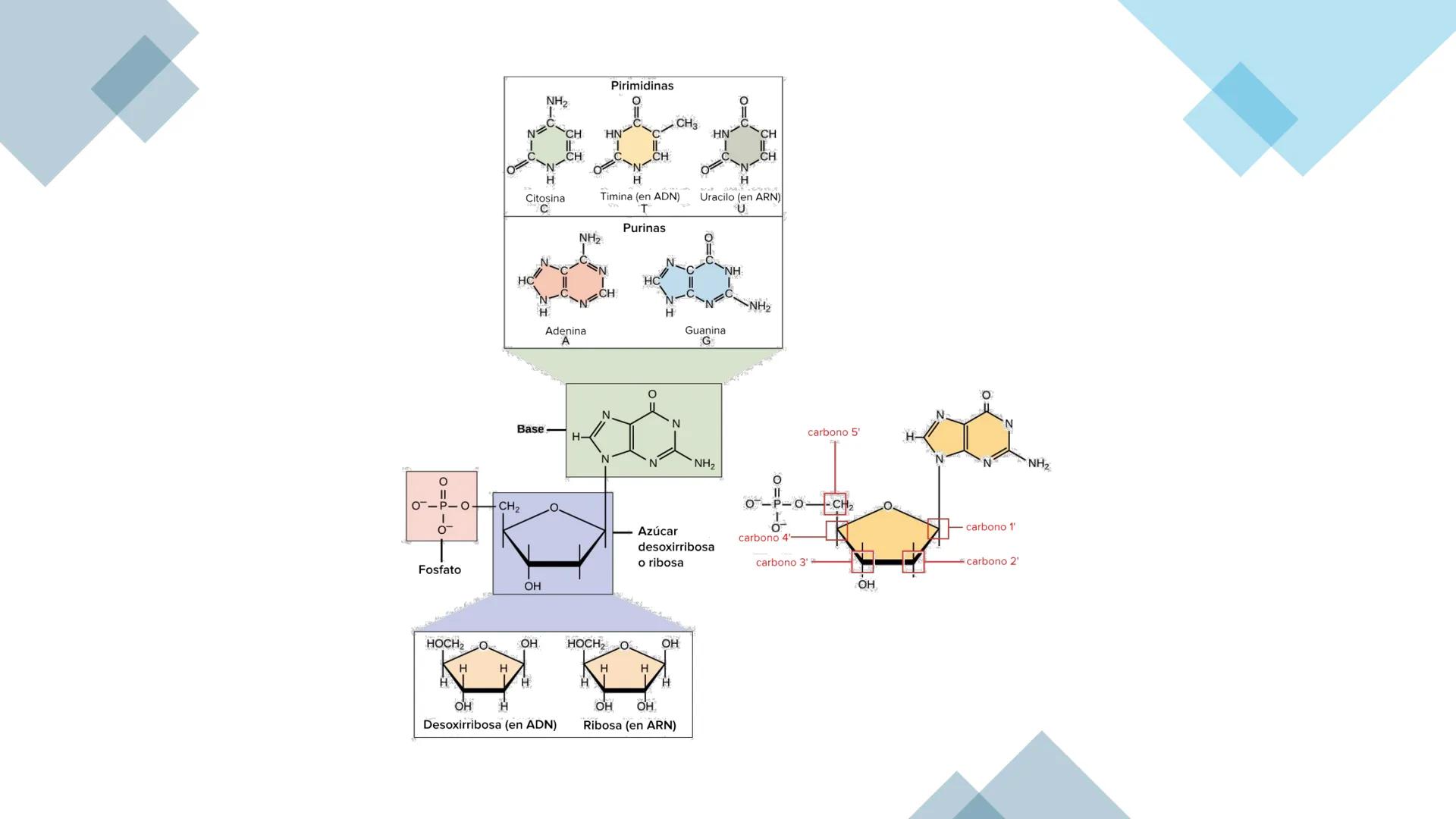 # BIOMOLÉCULAS # BIOMOLÉCULAS
• Las biomoléculas son moléculas orgánicas e inorgánicas
presentes en los seres vivos que desempeñan funcione