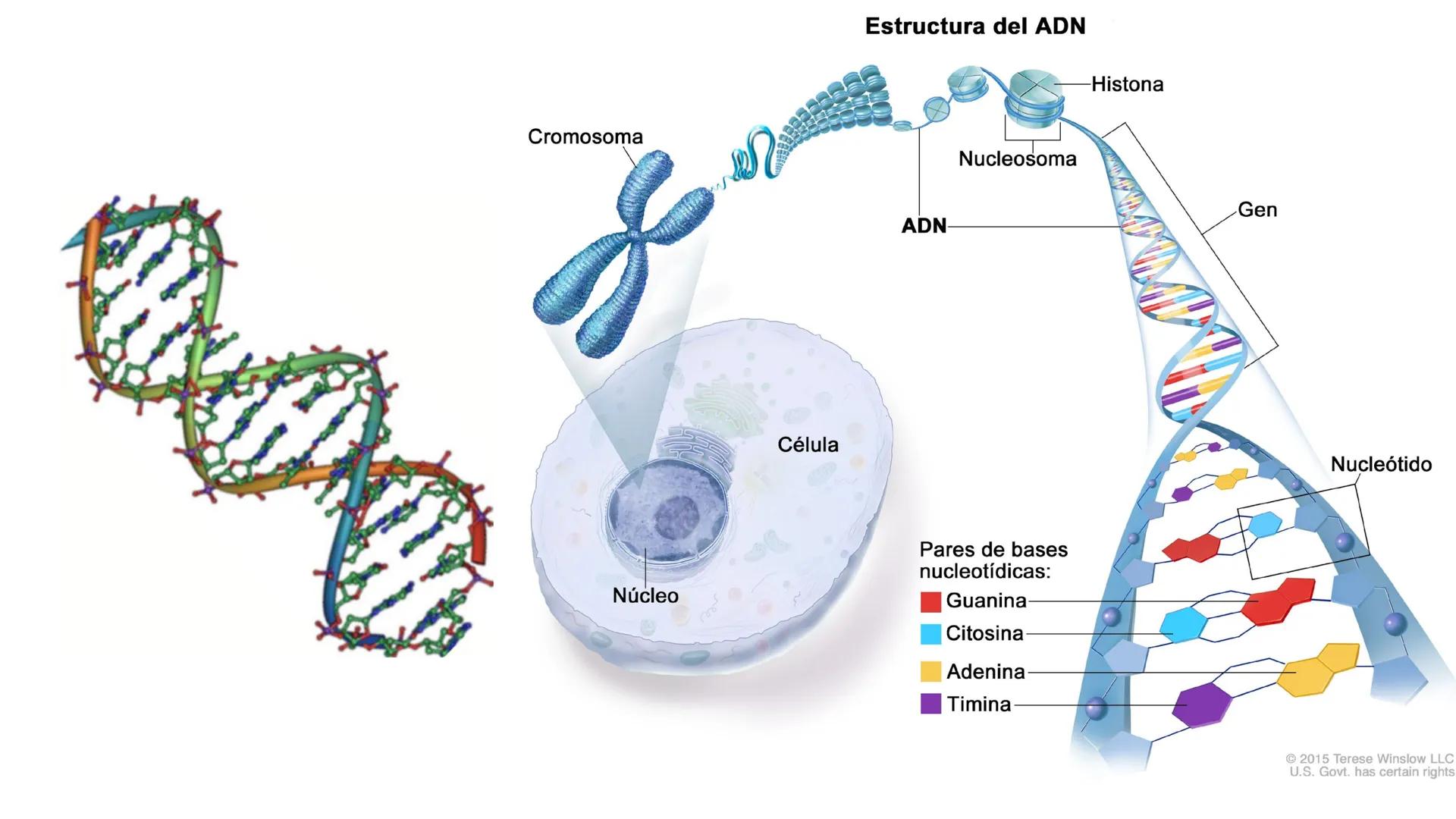 # BIOMOLÉCULAS # BIOMOLÉCULAS
• Las biomoléculas son moléculas orgánicas e inorgánicas
presentes en los seres vivos que desempeñan funcione
