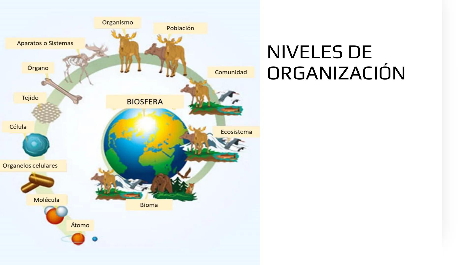# BIOMOLÉCULAS # BIOMOLÉCULAS
• Las biomoléculas son moléculas orgánicas e inorgánicas
presentes en los seres vivos que desempeñan funcione