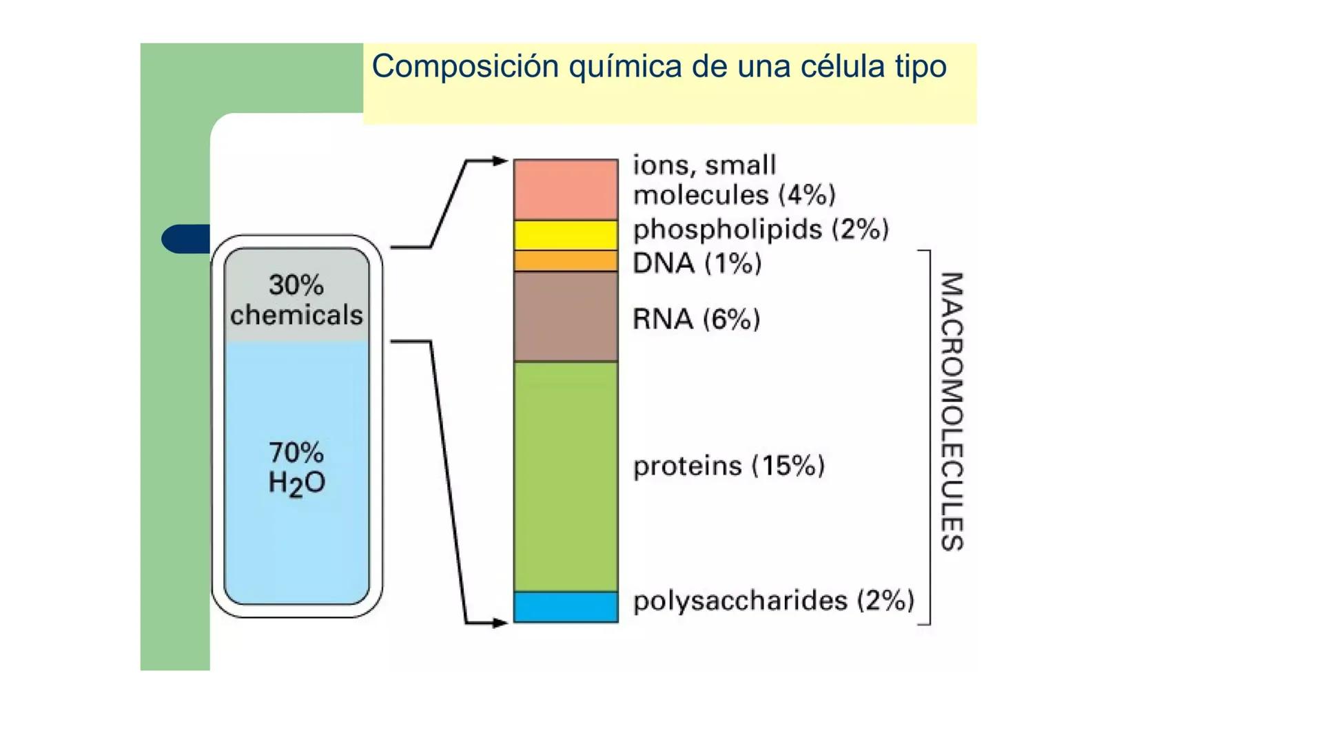 # BIOMOLÉCULAS # BIOMOLÉCULAS
• Las biomoléculas son moléculas orgánicas e inorgánicas
presentes en los seres vivos que desempeñan funcione