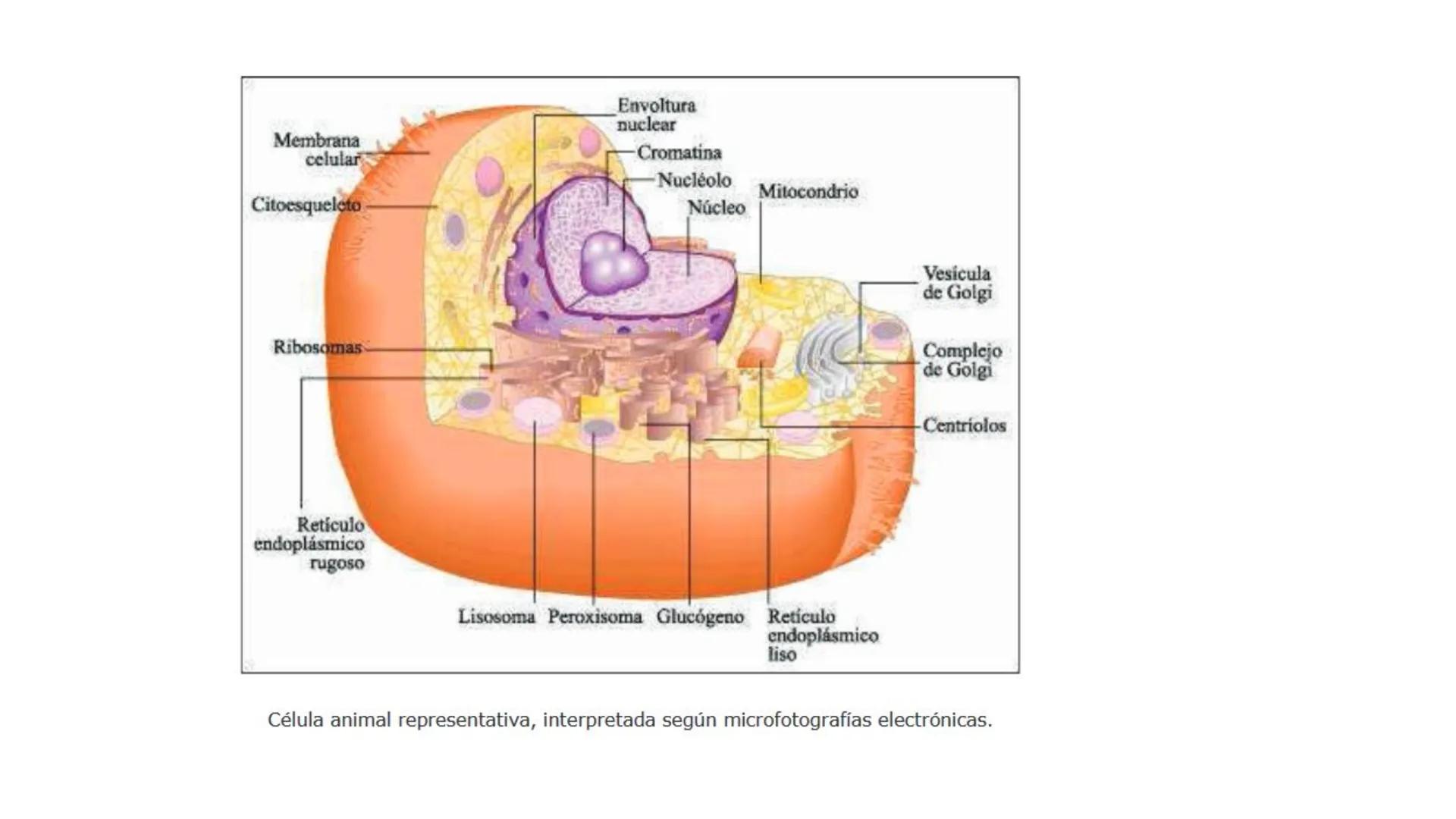 # BIOMOLÉCULAS # BIOMOLÉCULAS
• Las biomoléculas son moléculas orgánicas e inorgánicas
presentes en los seres vivos que desempeñan funcione