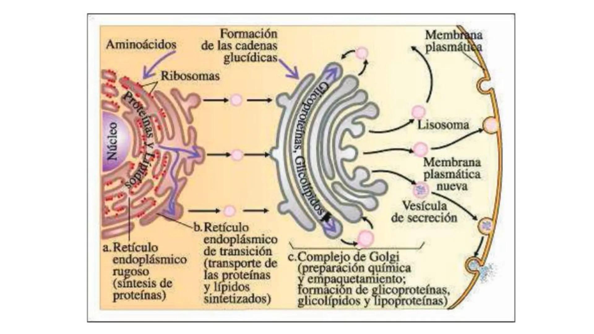 # BIOMOLÉCULAS # BIOMOLÉCULAS
• Las biomoléculas son moléculas orgánicas e inorgánicas
presentes en los seres vivos que desempeñan funcione