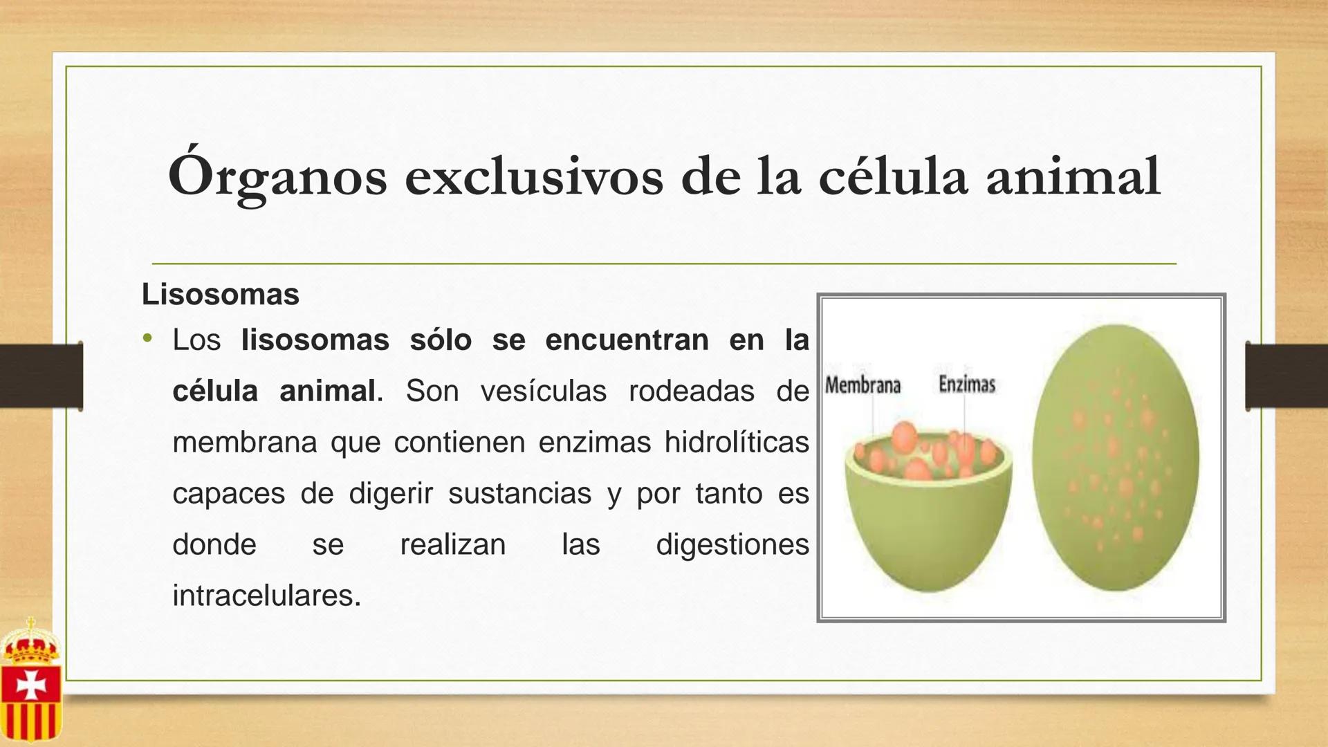+
# CÉLULA
Prof. Macarena De Yong
4° año
MUN LA CUIDAMOS TODOS, TODOS, TODO
RREDUCIRO
ALA
RECICLAR # Definición
La célula es la unidad est
