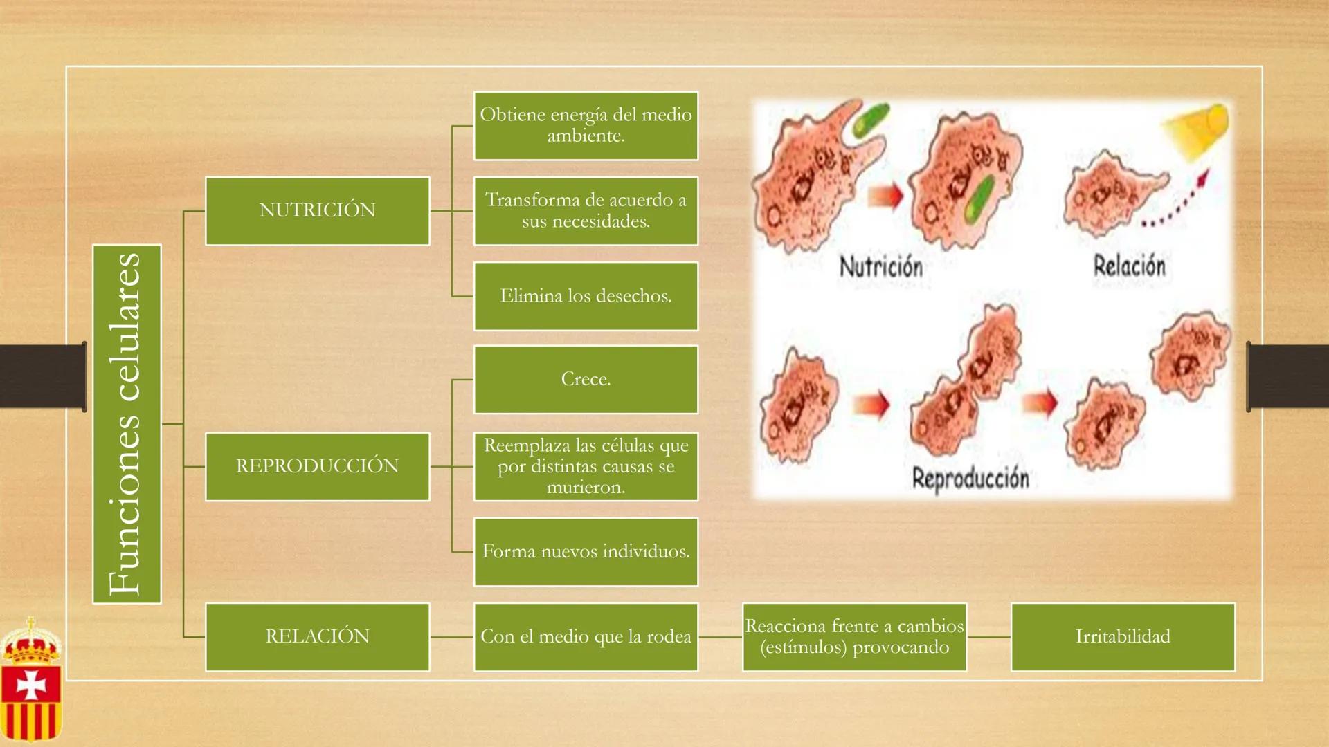 +
# CÉLULA
Prof. Macarena De Yong
4° año
MUN LA CUIDAMOS TODOS, TODOS, TODO
RREDUCIRO
ALA
RECICLAR # Definición
La célula es la unidad est