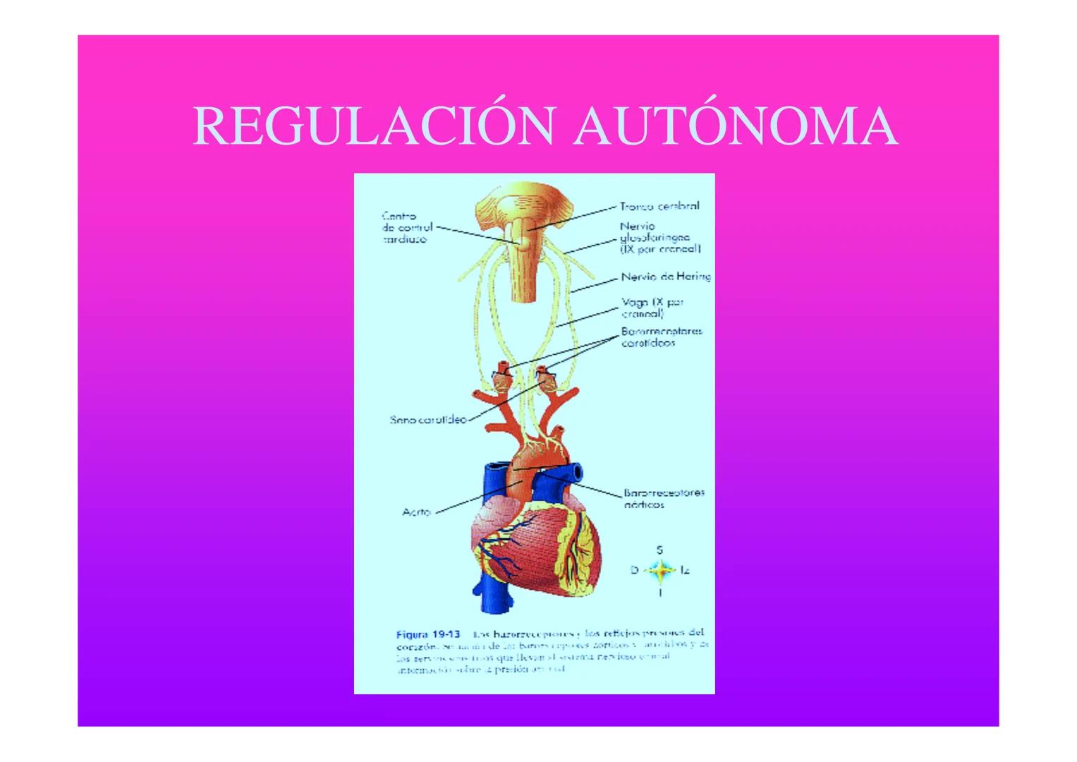 APARATO
CARDIOVASCULAR # CORAZÓN
Órgano muscular
provisto de cuatro
valvulas y cuatro
cavidades que mueve
sangre a través de un
circuito de