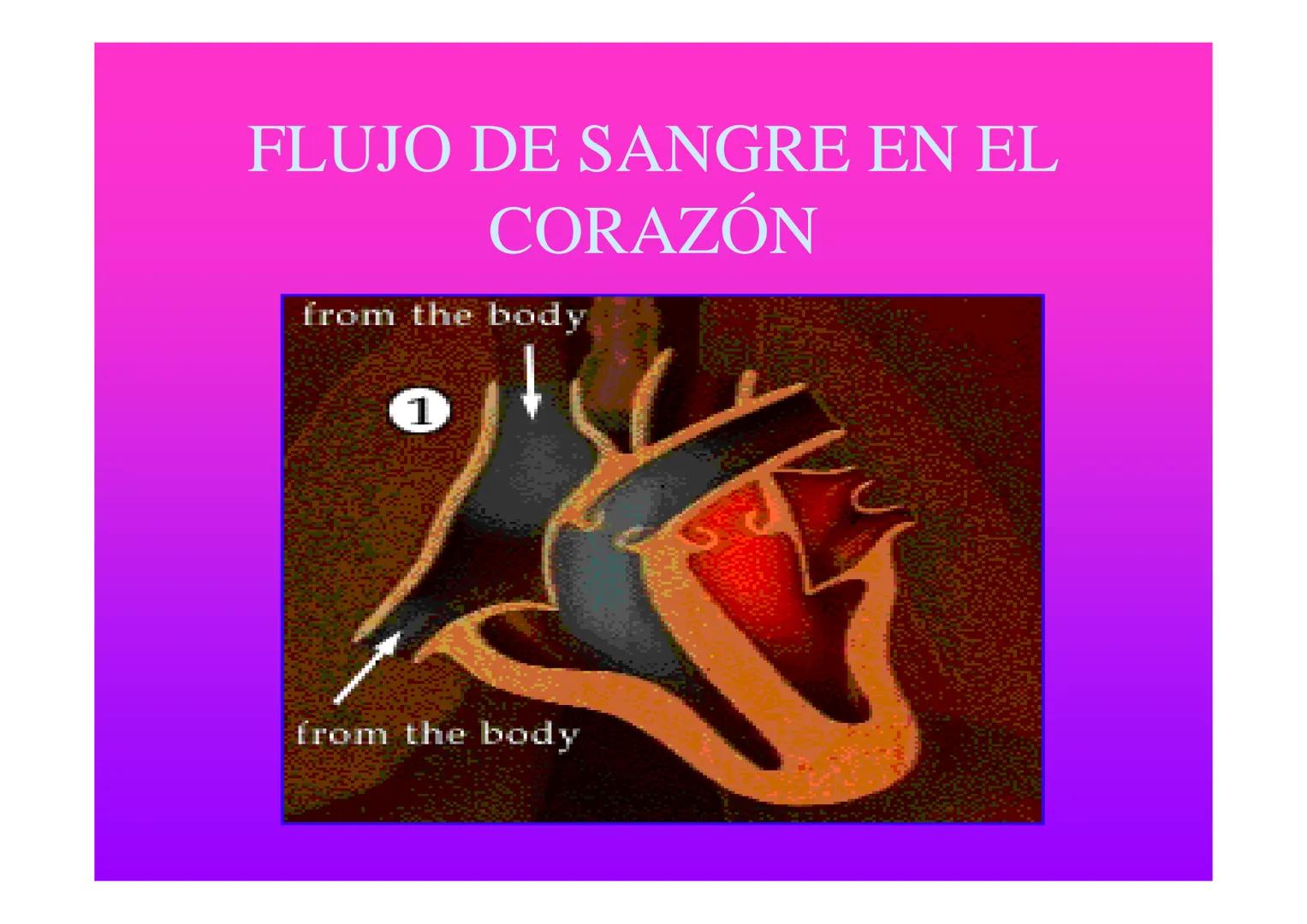 APARATO
CARDIOVASCULAR # CORAZÓN
Órgano muscular
provisto de cuatro
valvulas y cuatro
cavidades que mueve
sangre a través de un
circuito de
