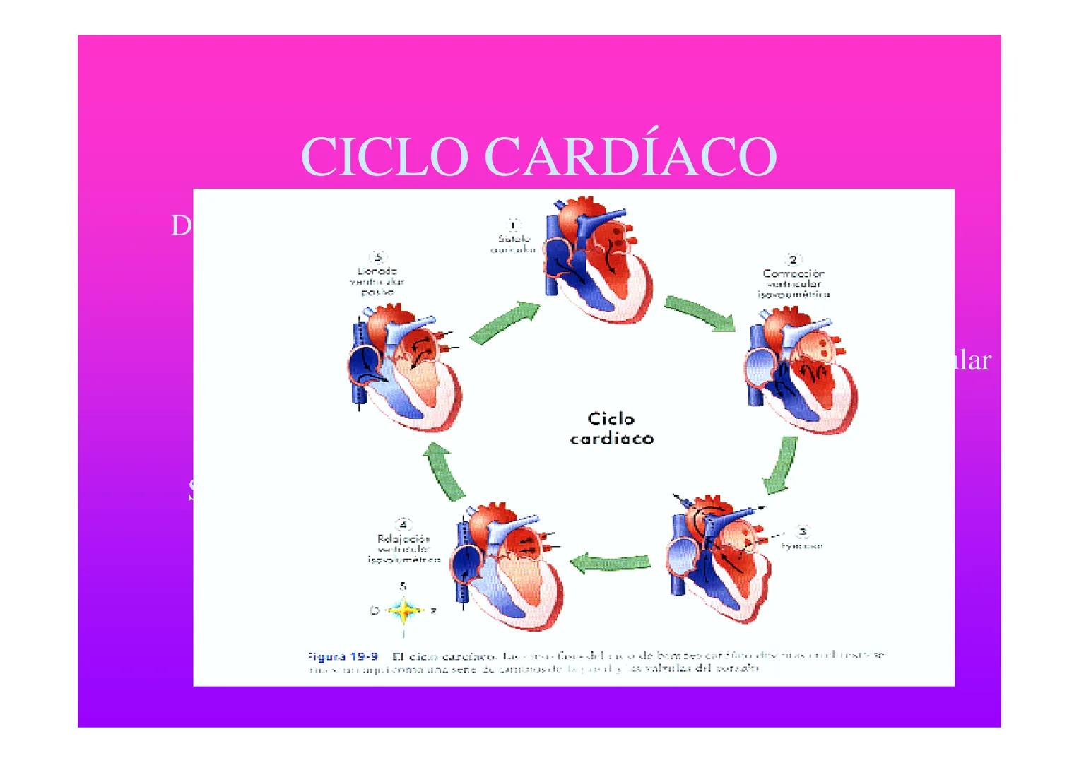 APARATO
CARDIOVASCULAR # CORAZÓN
Órgano muscular
provisto de cuatro
valvulas y cuatro
cavidades que mueve
sangre a través de un
circuito de