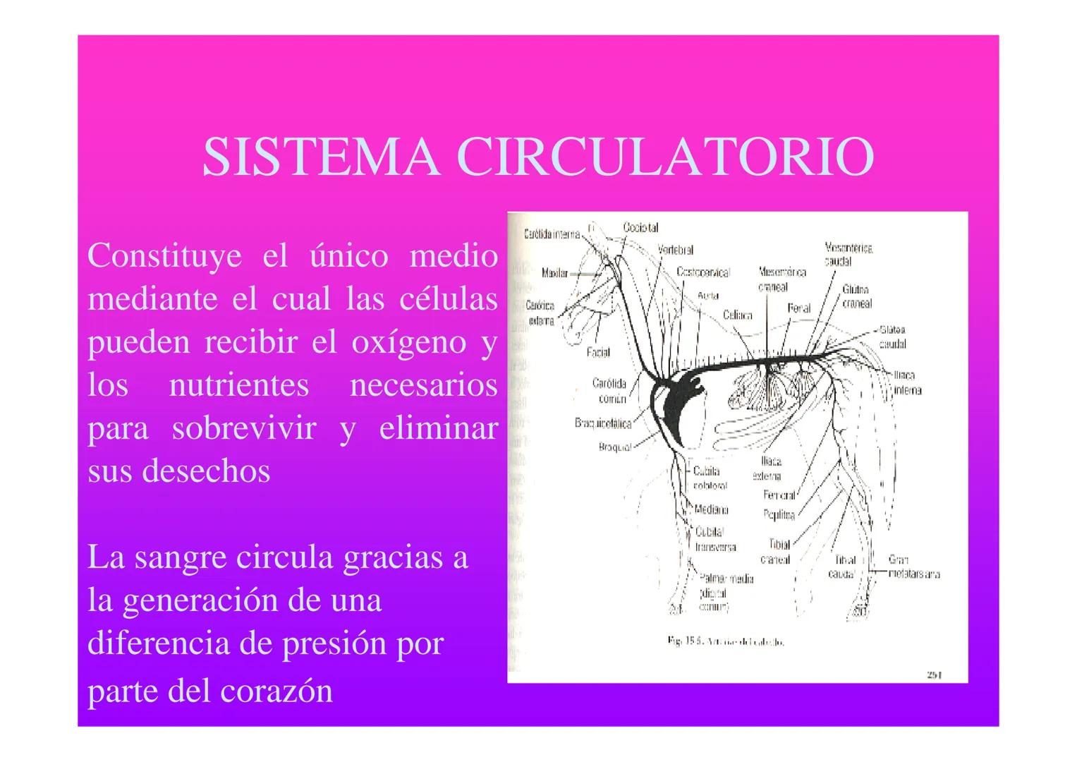 APARATO
CARDIOVASCULAR # CORAZÓN
Órgano muscular
provisto de cuatro
valvulas y cuatro
cavidades que mueve
sangre a través de un
circuito de