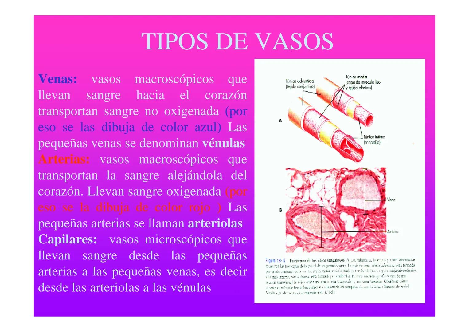 APARATO
CARDIOVASCULAR # CORAZÓN
Órgano muscular
provisto de cuatro
valvulas y cuatro
cavidades que mueve
sangre a través de un
circuito de