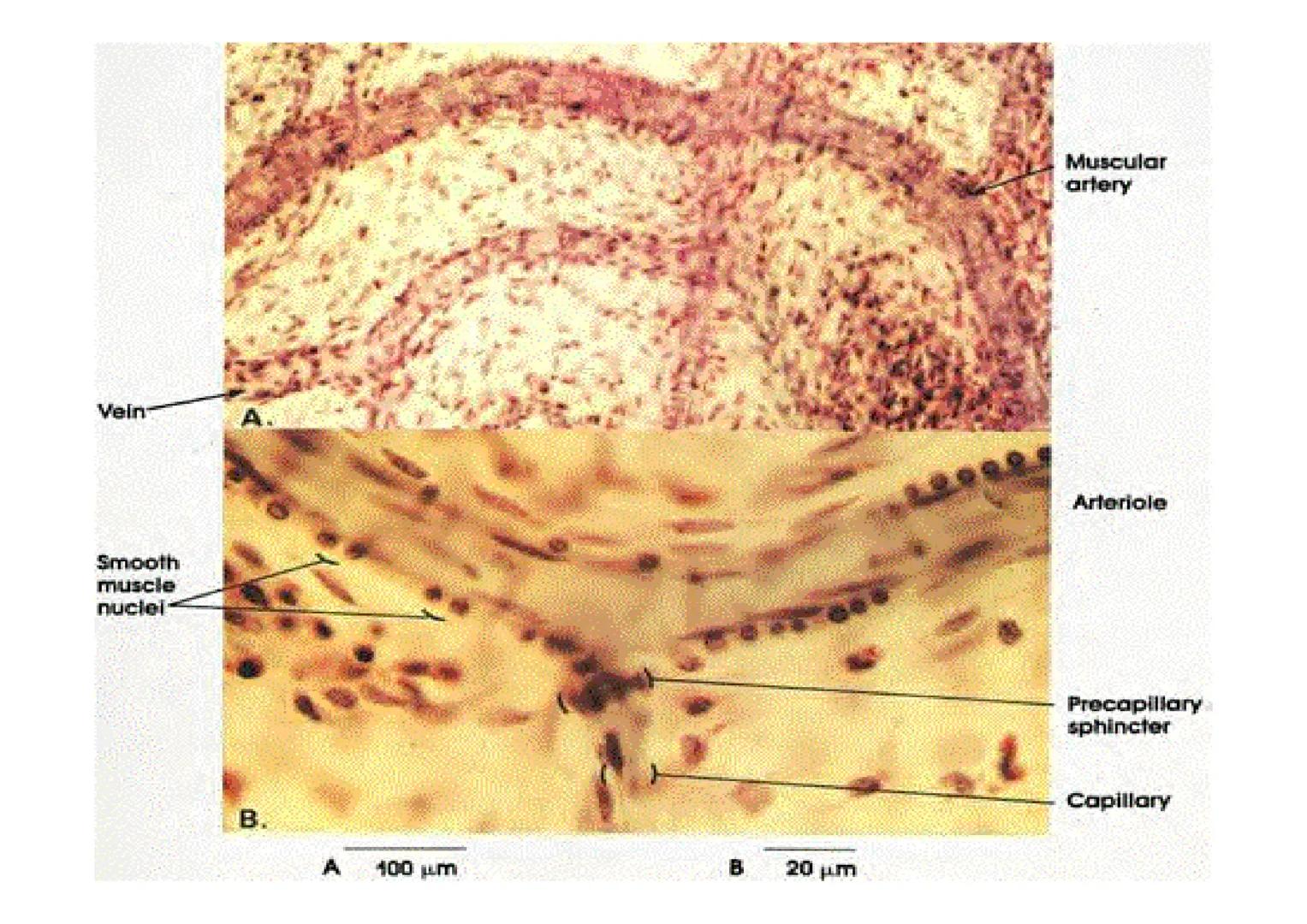 APARATO
CARDIOVASCULAR # CORAZÓN
Órgano muscular
provisto de cuatro
valvulas y cuatro
cavidades que mueve
sangre a través de un
circuito de