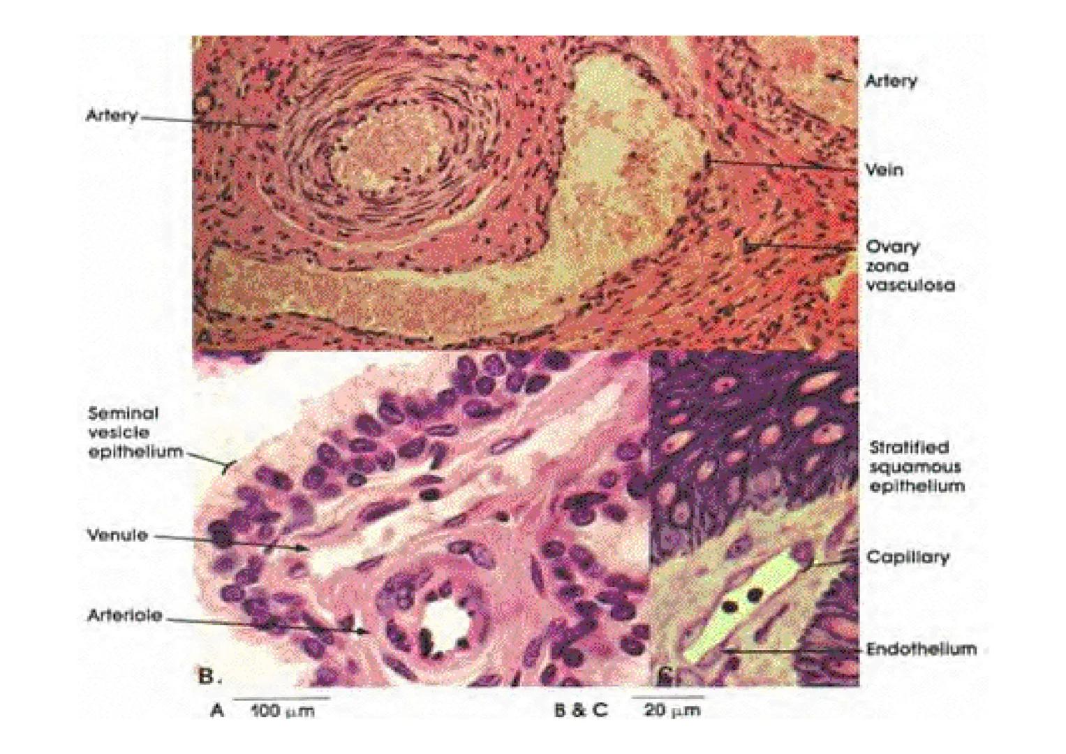 APARATO
CARDIOVASCULAR # CORAZÓN
Órgano muscular
provisto de cuatro
valvulas y cuatro
cavidades que mueve
sangre a través de un
circuito de