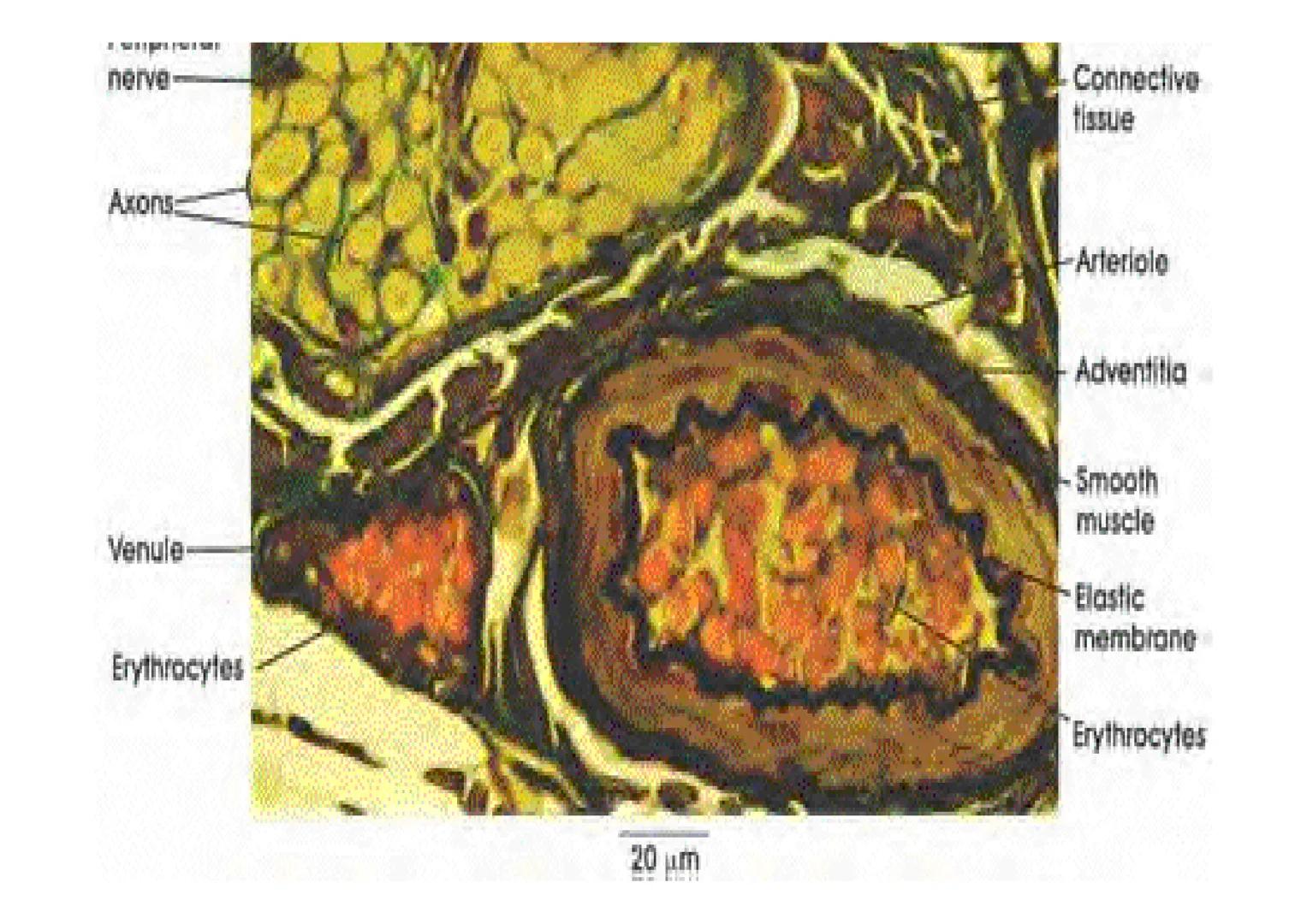 APARATO
CARDIOVASCULAR # CORAZÓN
Órgano muscular
provisto de cuatro
valvulas y cuatro
cavidades que mueve
sangre a través de un
circuito de
