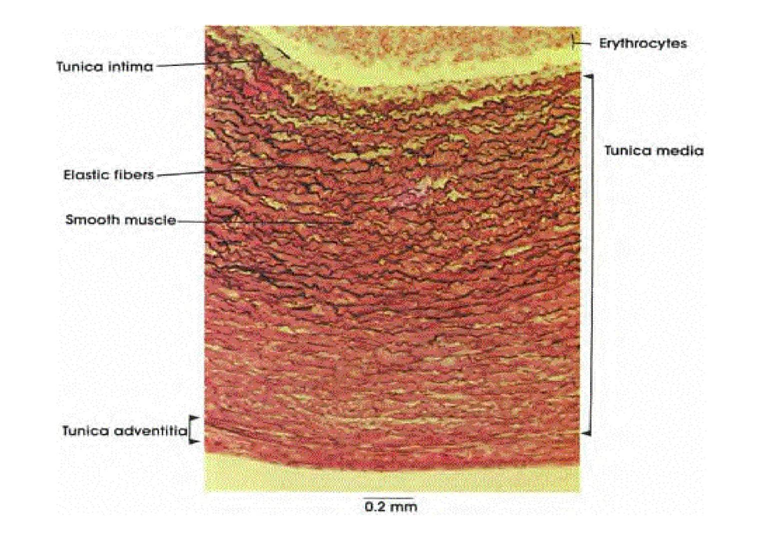 APARATO
CARDIOVASCULAR # CORAZÓN
Órgano muscular
provisto de cuatro
valvulas y cuatro
cavidades que mueve
sangre a través de un
circuito de
