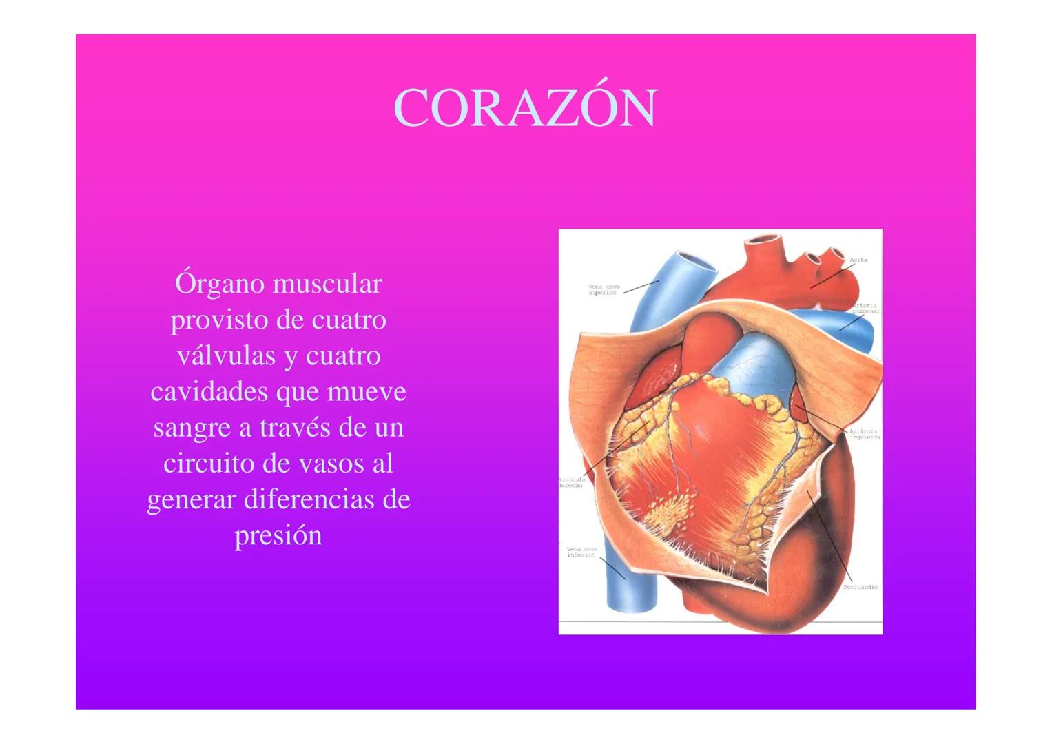APARATO
CARDIOVASCULAR # CORAZÓN
Órgano muscular
provisto de cuatro
valvulas y cuatro
cavidades que mueve
sangre a través de un
circuito de