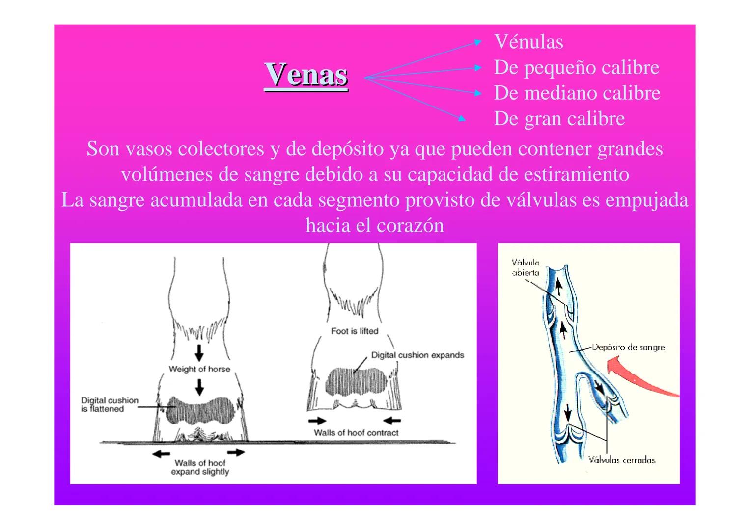 APARATO
CARDIOVASCULAR # CORAZÓN
Órgano muscular
provisto de cuatro
valvulas y cuatro
cavidades que mueve
sangre a través de un
circuito de