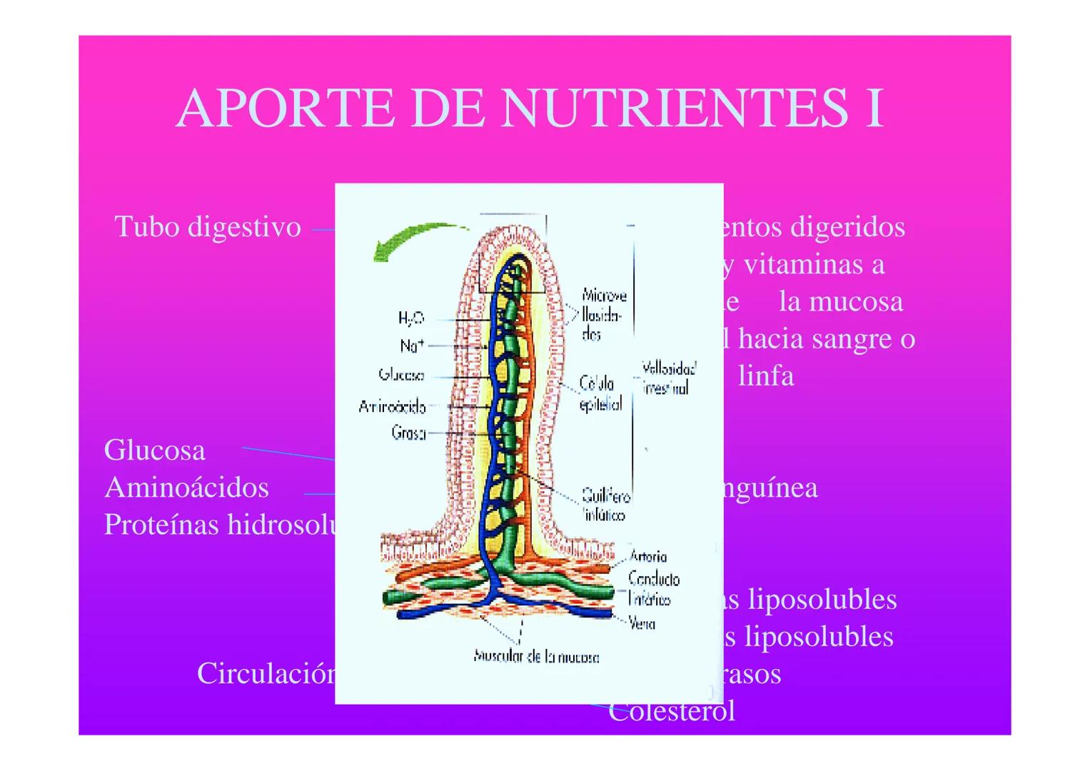 APARATO
CARDIOVASCULAR # CORAZÓN
Órgano muscular
provisto de cuatro
valvulas y cuatro
cavidades que mueve
sangre a través de un
circuito de