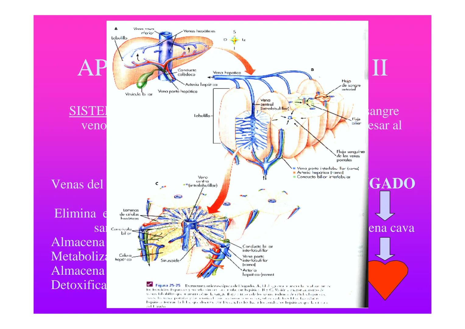 APARATO
CARDIOVASCULAR # CORAZÓN
Órgano muscular
provisto de cuatro
valvulas y cuatro
cavidades que mueve
sangre a través de un
circuito de