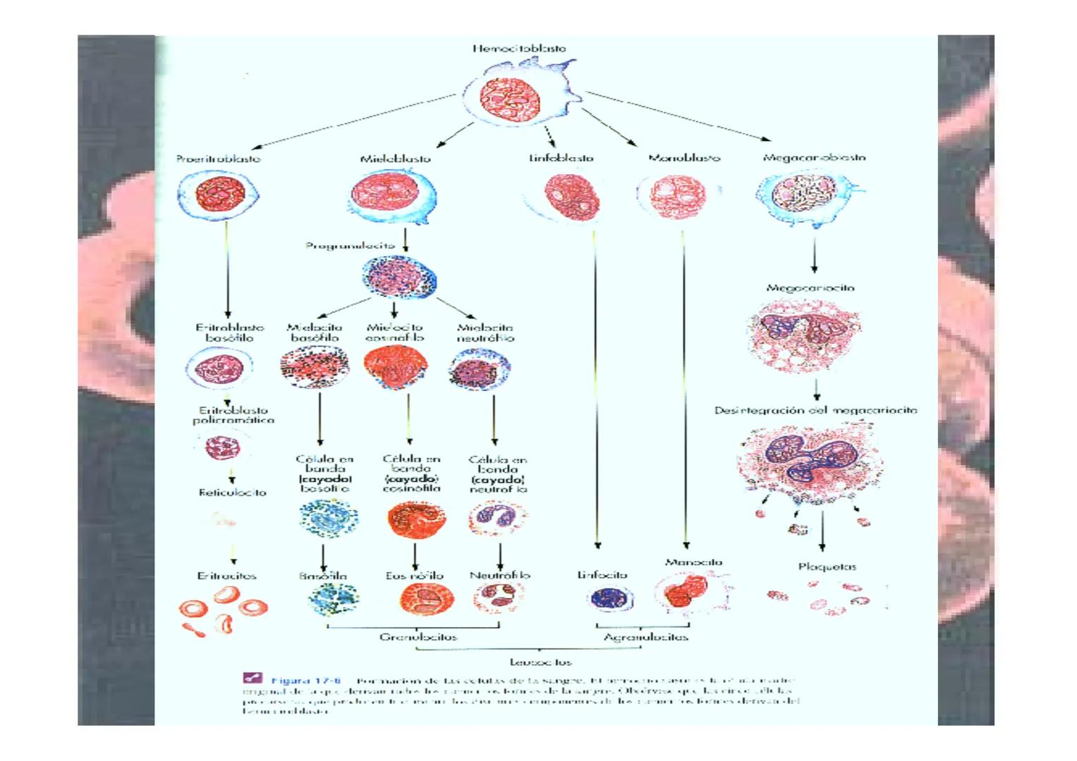 APARATO
CARDIOVASCULAR # CORAZÓN
Órgano muscular
provisto de cuatro
valvulas y cuatro
cavidades que mueve
sangre a través de un
circuito de