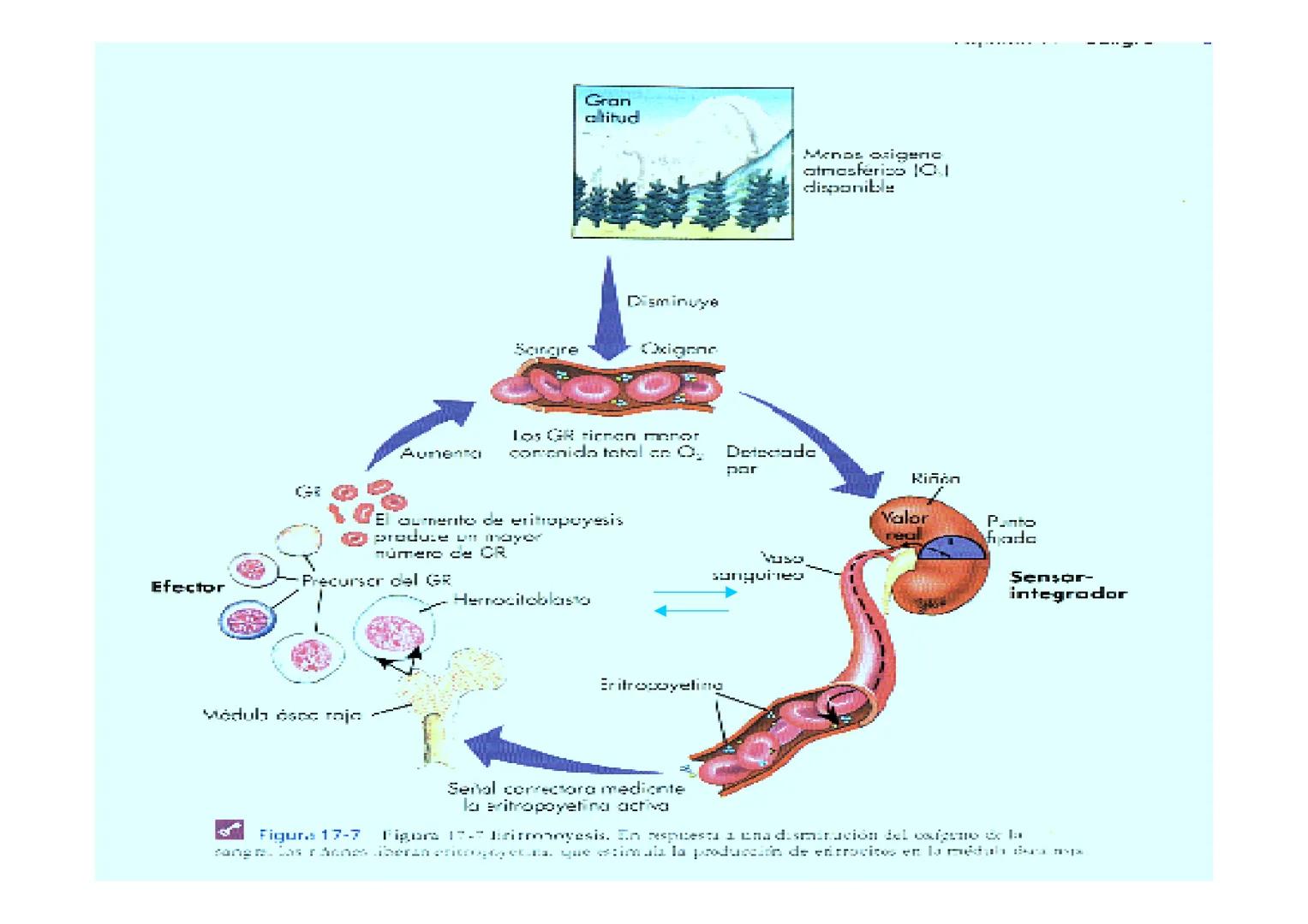 APARATO
CARDIOVASCULAR # CORAZÓN
Órgano muscular
provisto de cuatro
valvulas y cuatro
cavidades que mueve
sangre a través de un
circuito de