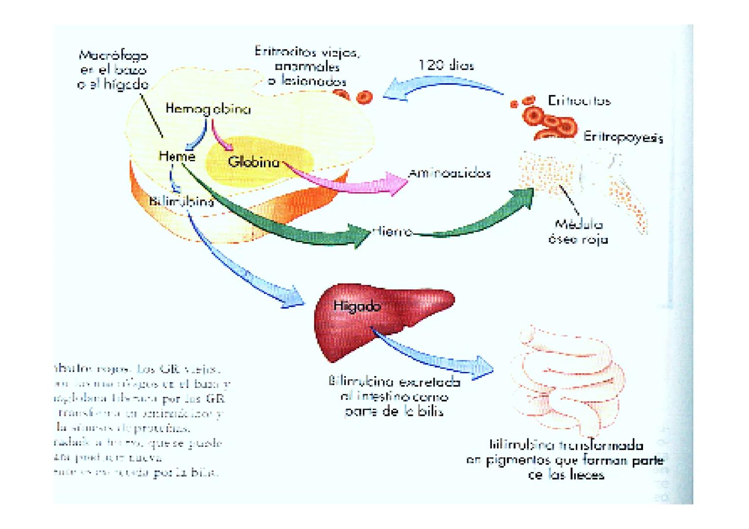 APARATO
CARDIOVASCULAR # CORAZÓN
Órgano muscular
provisto de cuatro
valvulas y cuatro
cavidades que mueve
sangre a través de un
circuito de
