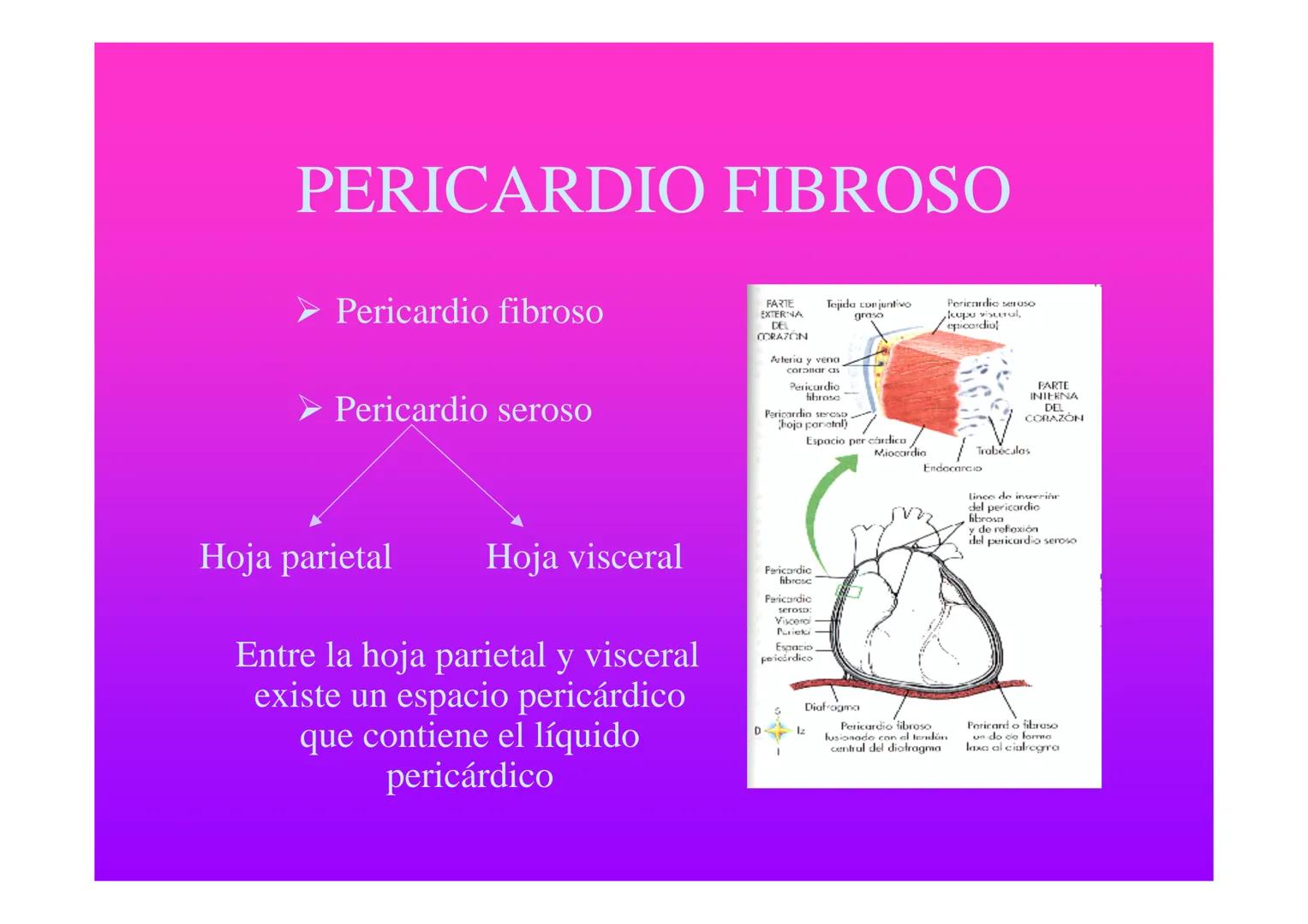 APARATO
CARDIOVASCULAR # CORAZÓN
Órgano muscular
provisto de cuatro
valvulas y cuatro
cavidades que mueve
sangre a través de un
circuito de