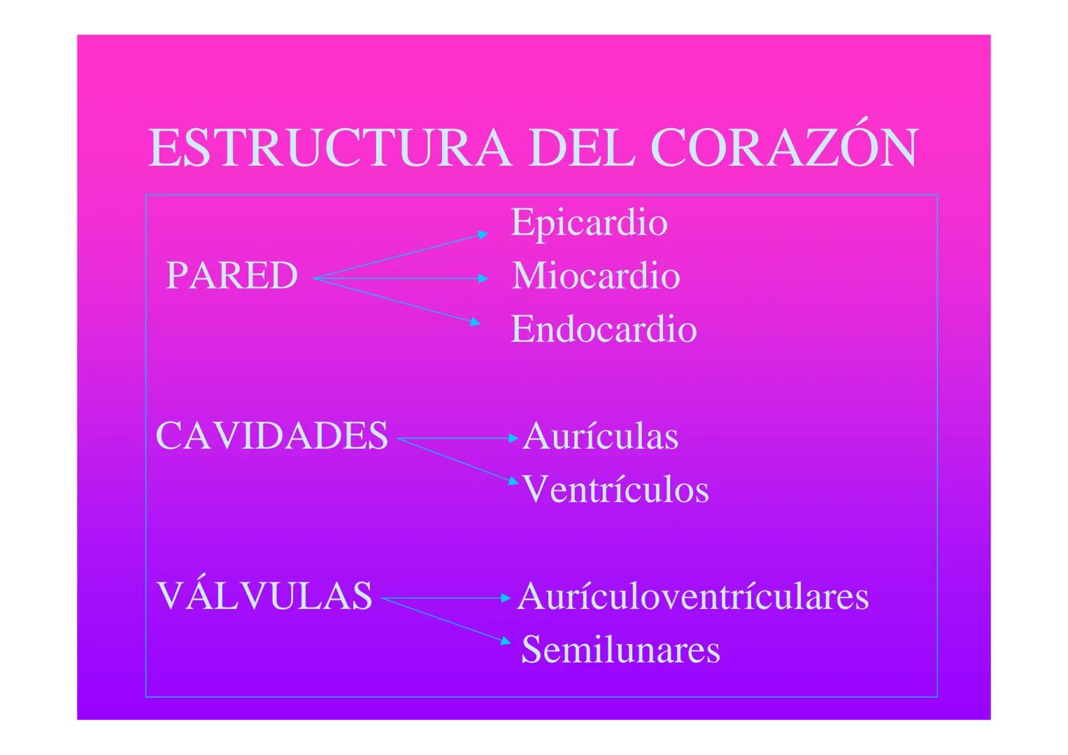 APARATO
CARDIOVASCULAR # CORAZÓN
Órgano muscular
provisto de cuatro
valvulas y cuatro
cavidades que mueve
sangre a través de un
circuito de