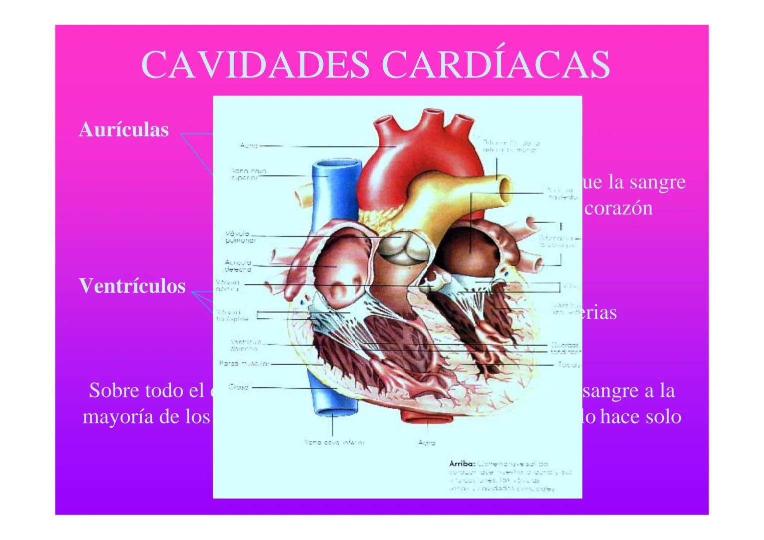 APARATO
CARDIOVASCULAR # CORAZÓN
Órgano muscular
provisto de cuatro
valvulas y cuatro
cavidades que mueve
sangre a través de un
circuito de