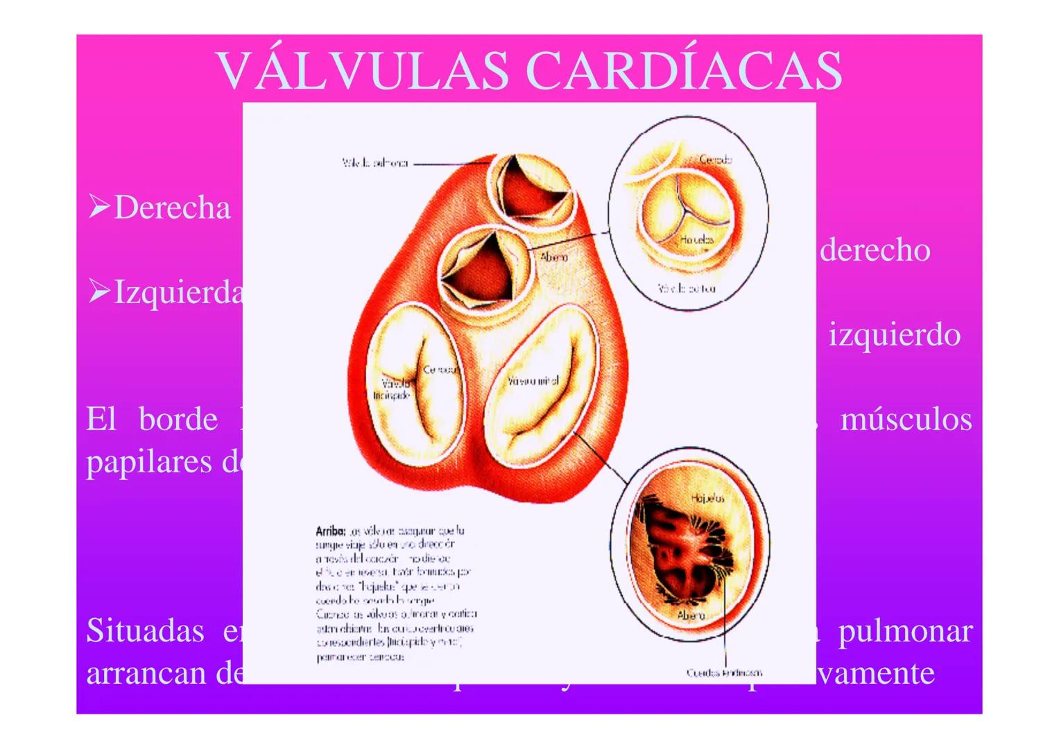APARATO
CARDIOVASCULAR # CORAZÓN
Órgano muscular
provisto de cuatro
valvulas y cuatro
cavidades que mueve
sangre a través de un
circuito de