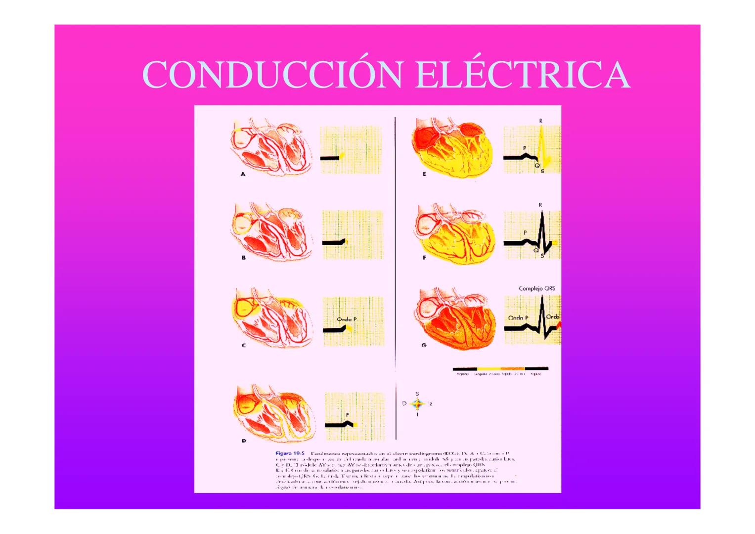 APARATO
CARDIOVASCULAR # CORAZÓN
Órgano muscular
provisto de cuatro
valvulas y cuatro
cavidades que mueve
sangre a través de un
circuito de