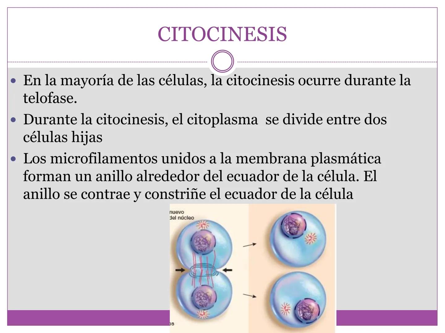 # DIVISIÓN
# CELULAR
“TODAS LAS CÉLULAS PROVIENEN DE OTRAS
CÉLULAS.” # La división celular transmite información
hereditaria a las células
